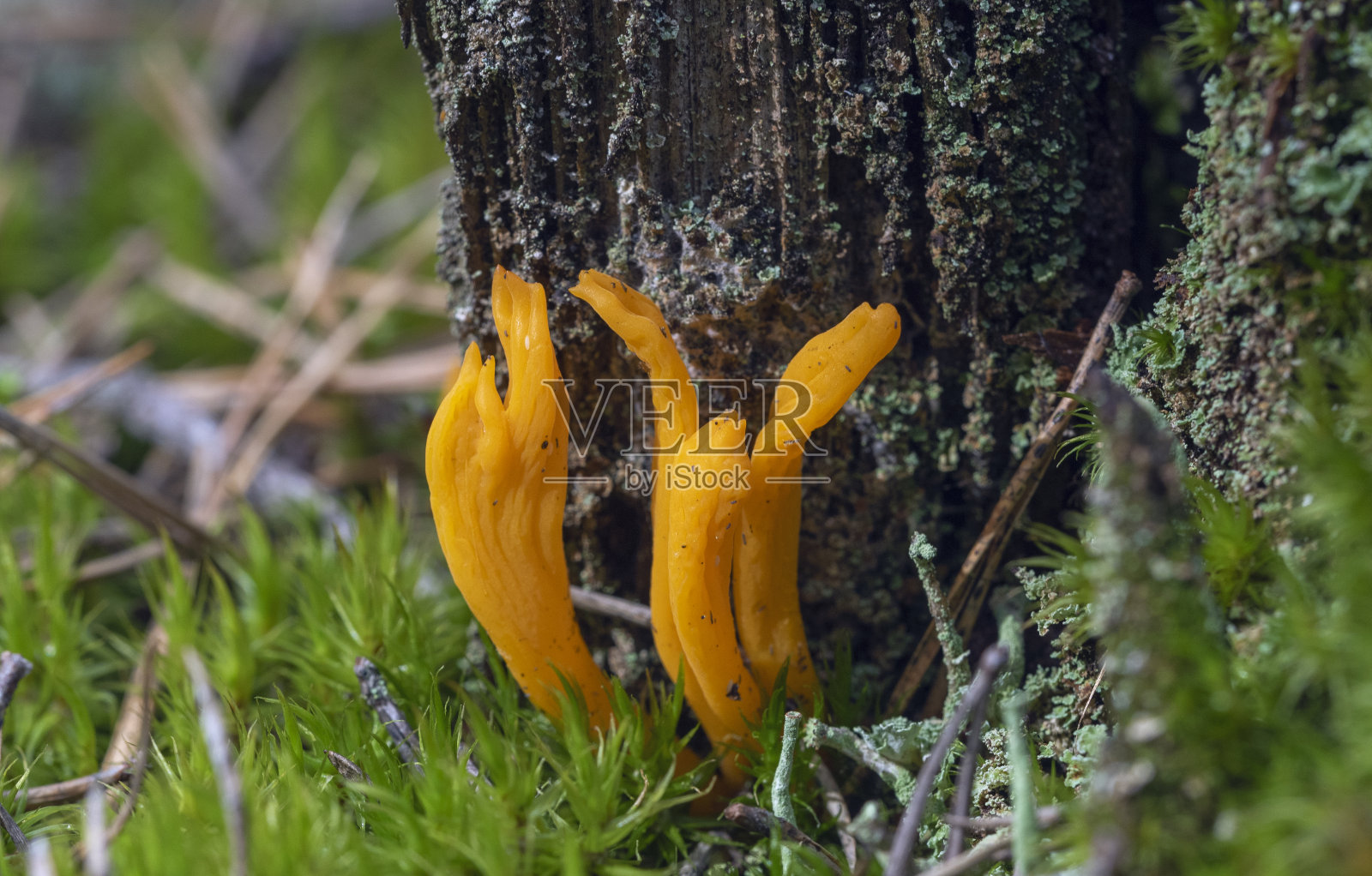 明亮的橙色珊瑚真菌生长在森林中照片摄影图片