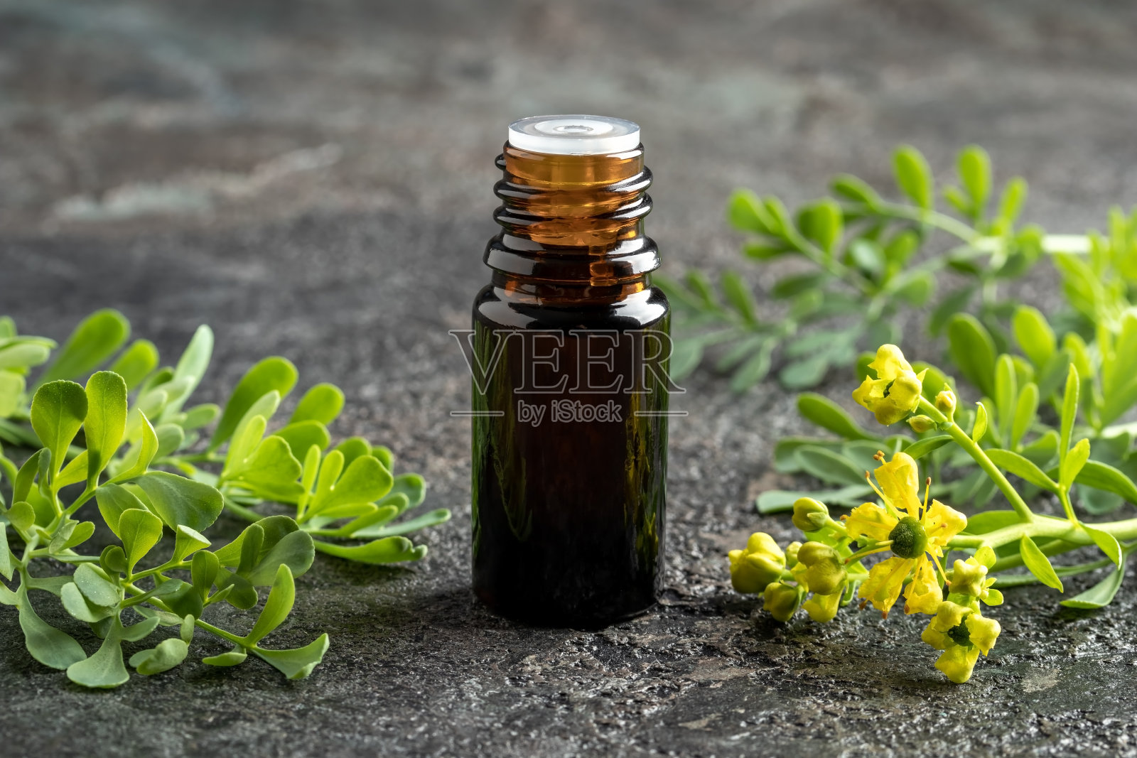 一瓶黑色的精油,含有盛开的芸香或芸香照片摄影图片