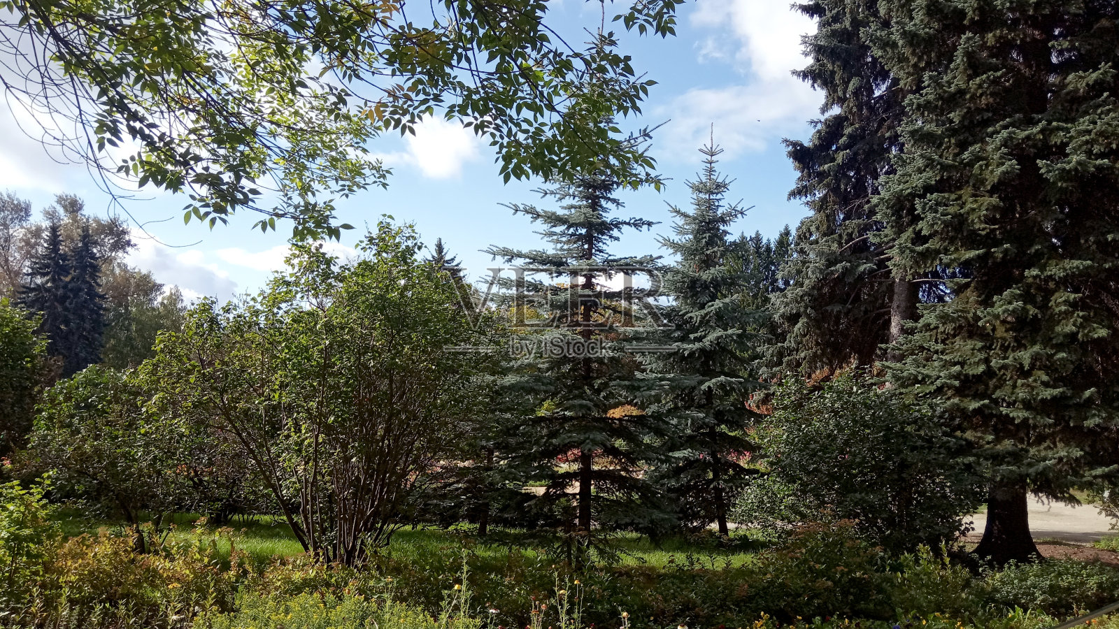 花园里有几棵云杉照片摄影图片