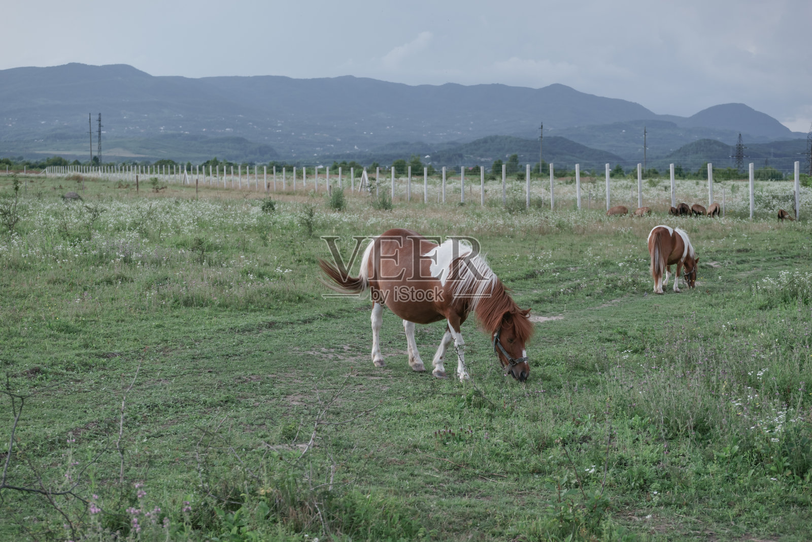 怀孕的设得兰矮种马在美丽山水背景的草地上。照片摄影图片