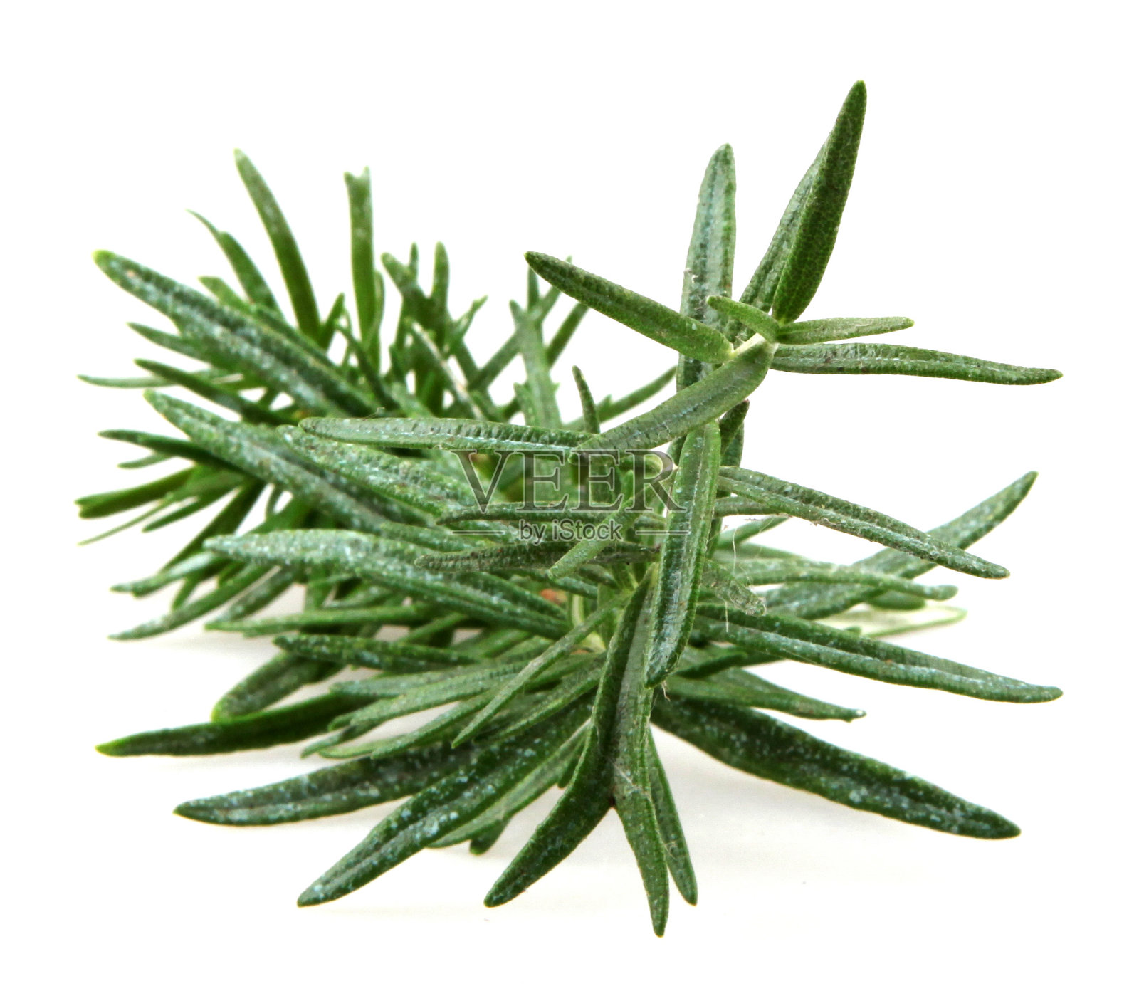 新鲜迷迭香香草在白色背景照片摄影图片