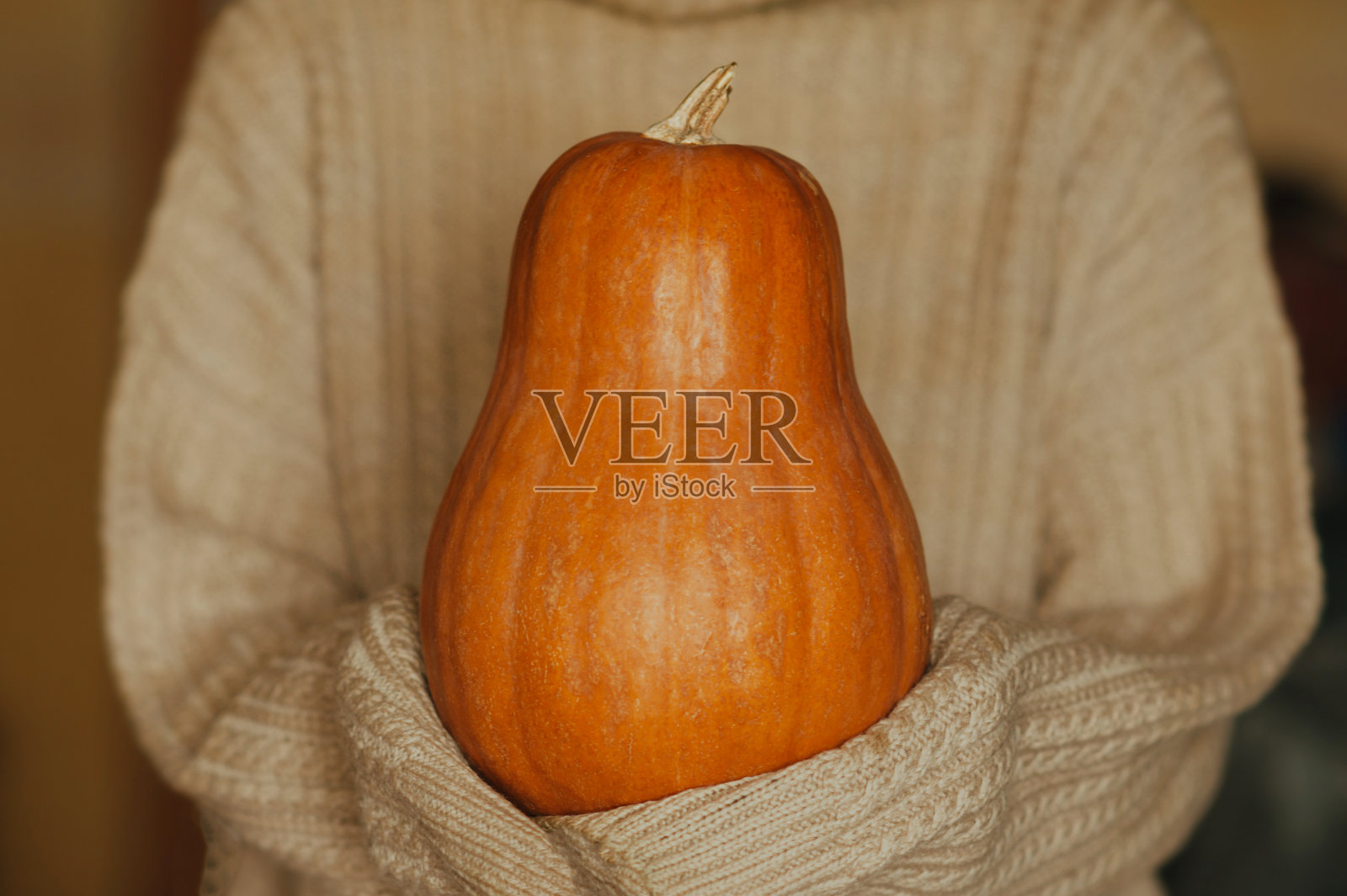 羊毛衫手中抛光的细长橙色成熟南瓜,食物生活方式单色潮流,选择性聚焦照片摄影图片