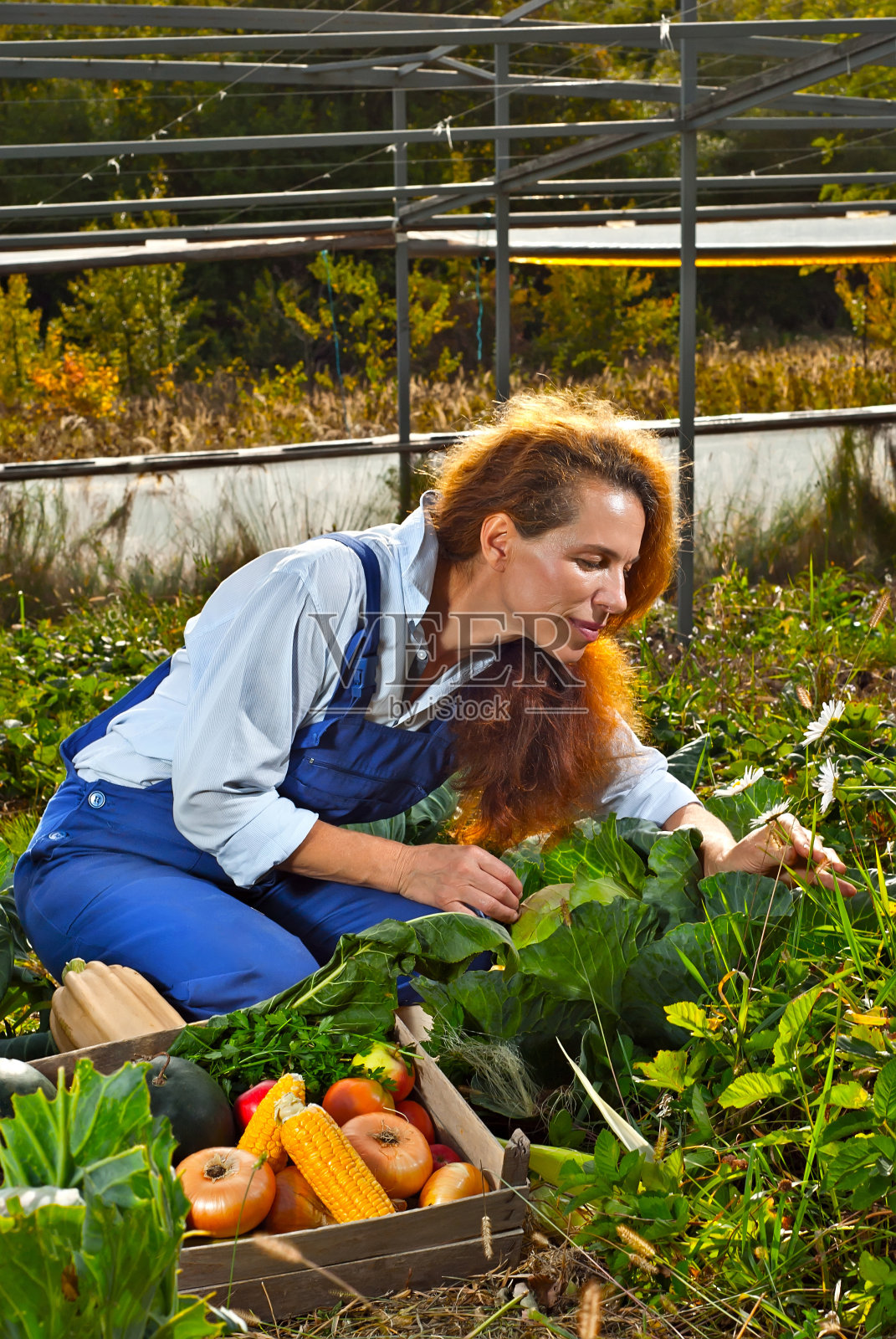一个穿着蓝色连体衣的女人在花园里收集蔬菜。装着洋葱,西葫芦,向日葵,西红柿和玉米。照片摄影图片