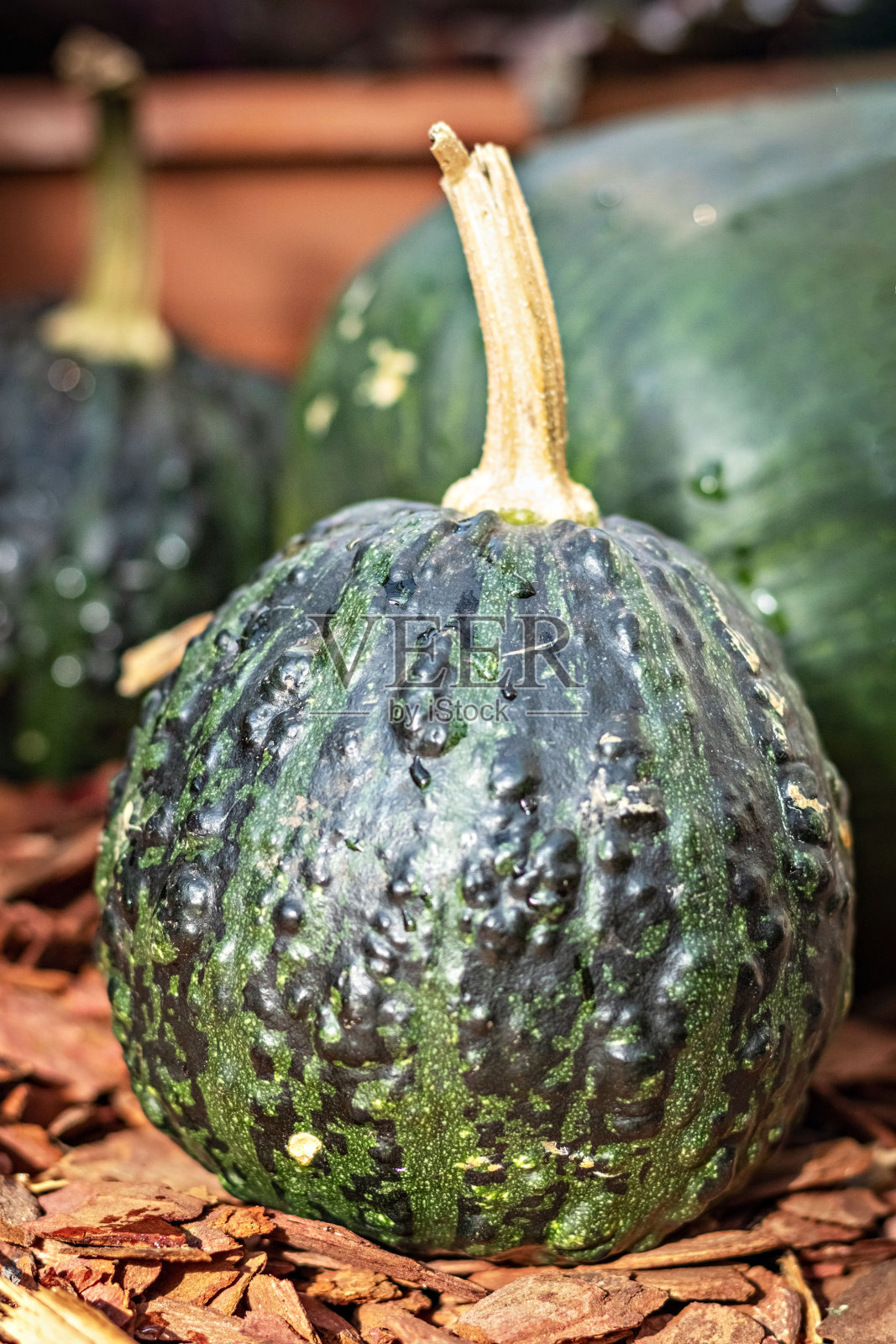 收获节的绿色南瓜静物画。秋天的季节照片摄影图片