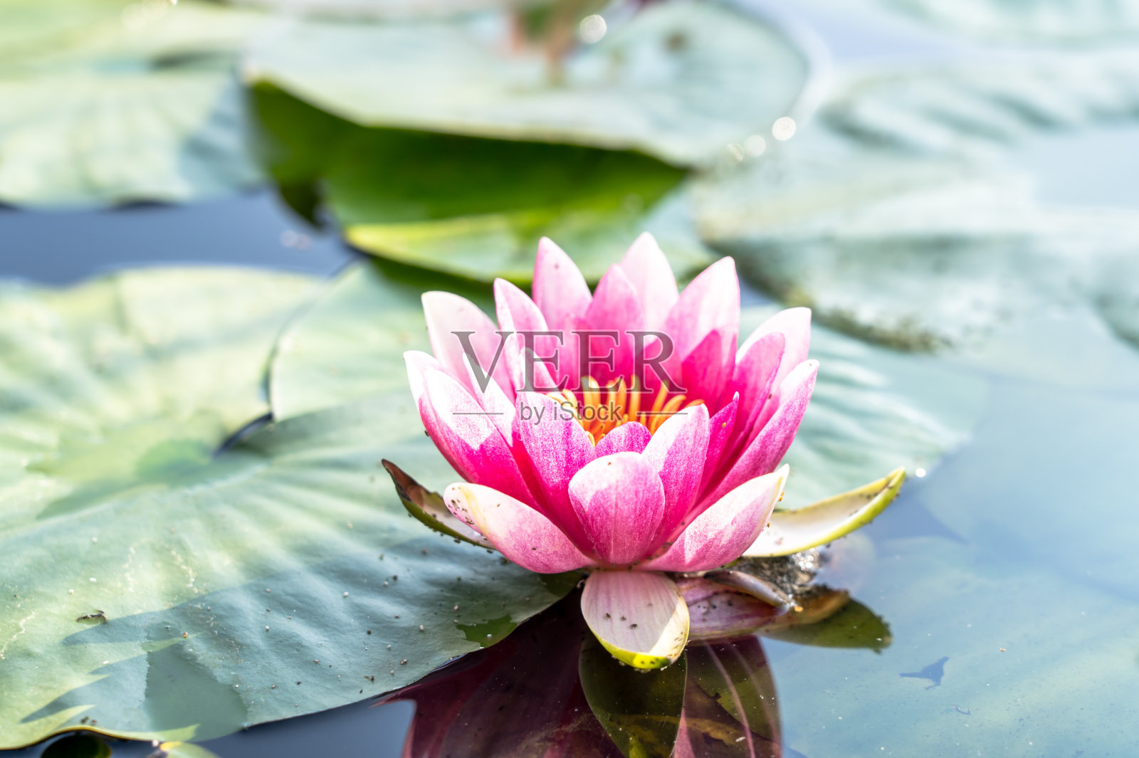 粉红色的荷花照片摄影图片