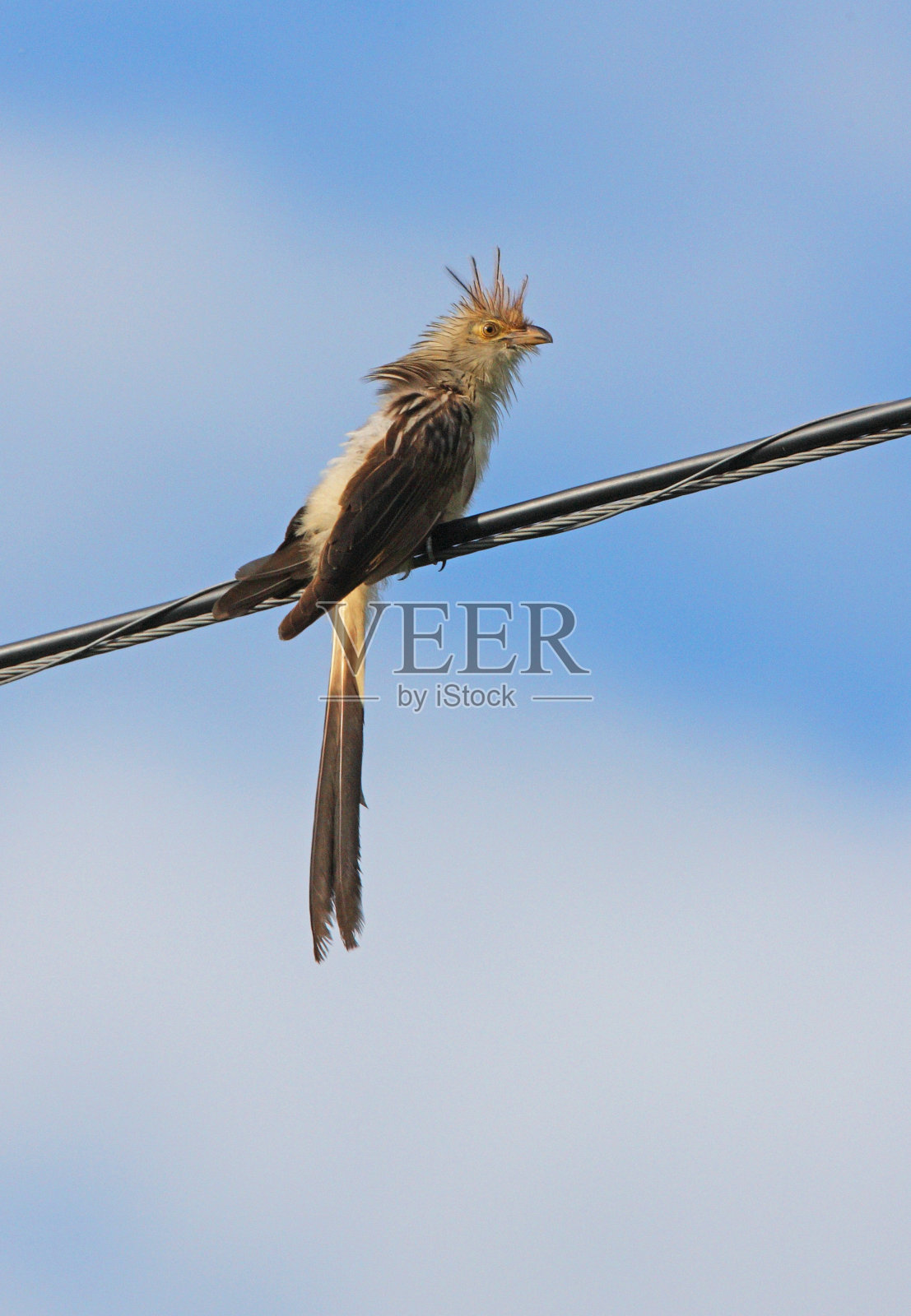 吉拉·库库照片摄影图片