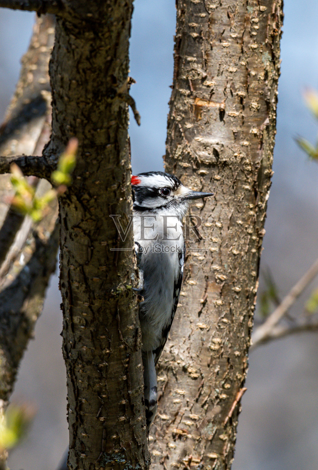 唐尼啄木鸟照片摄影图片