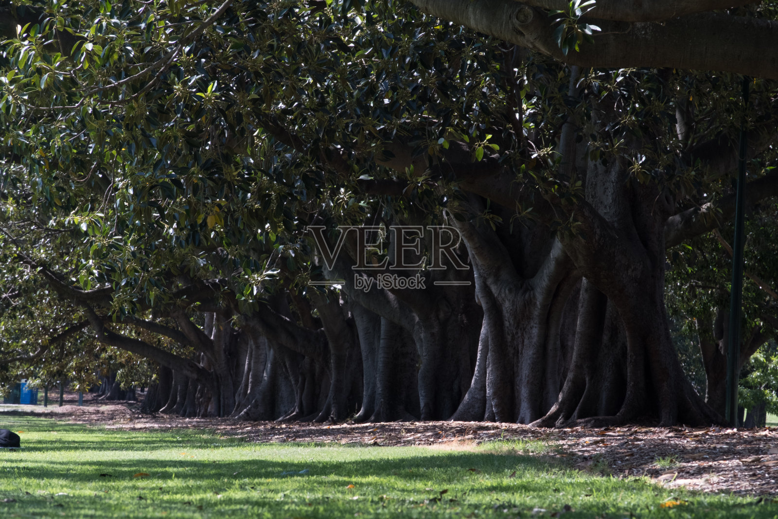 公园里的老无花果树小巷照片摄影图片