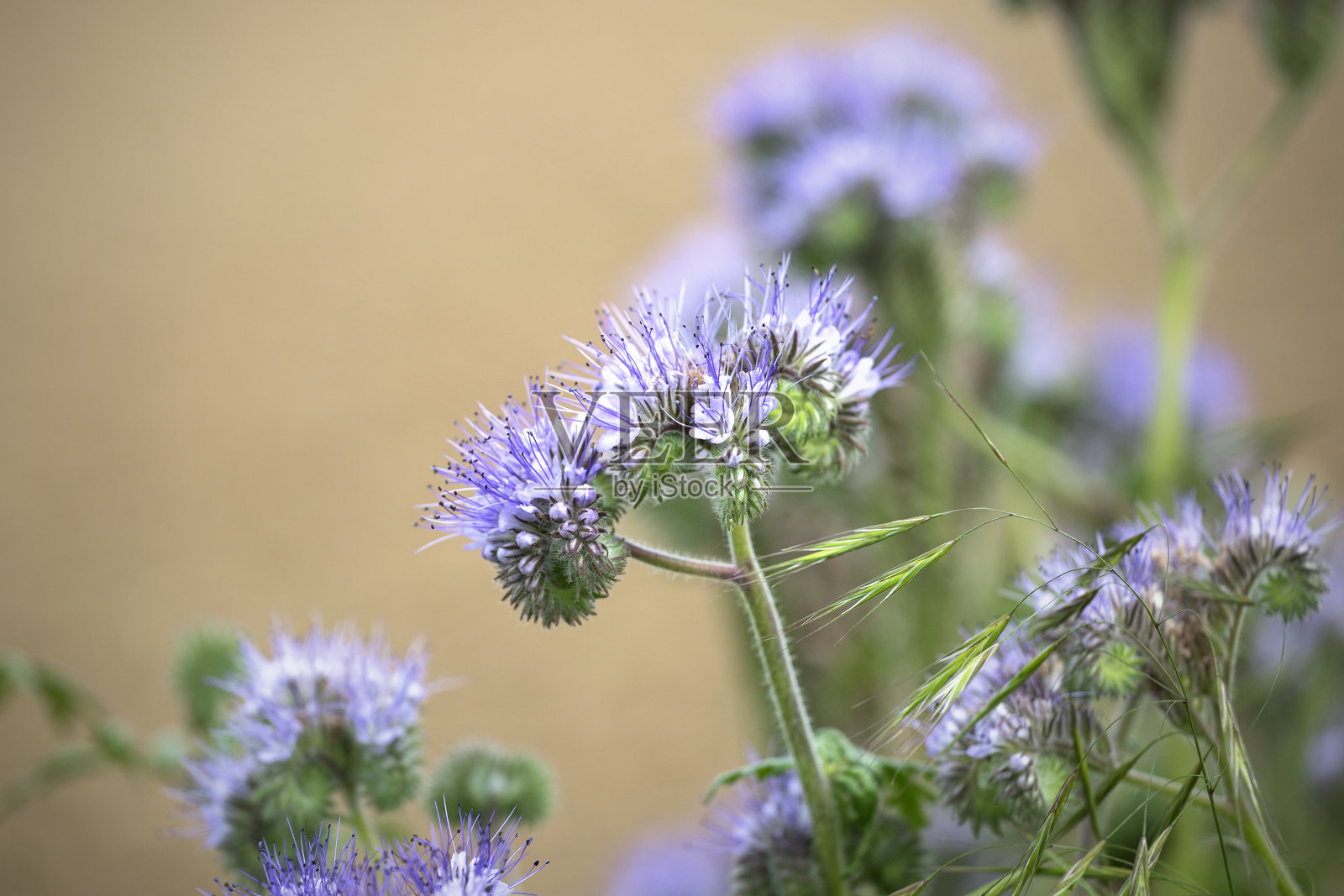 菲西莉亚在草地上——特写照片摄影图片