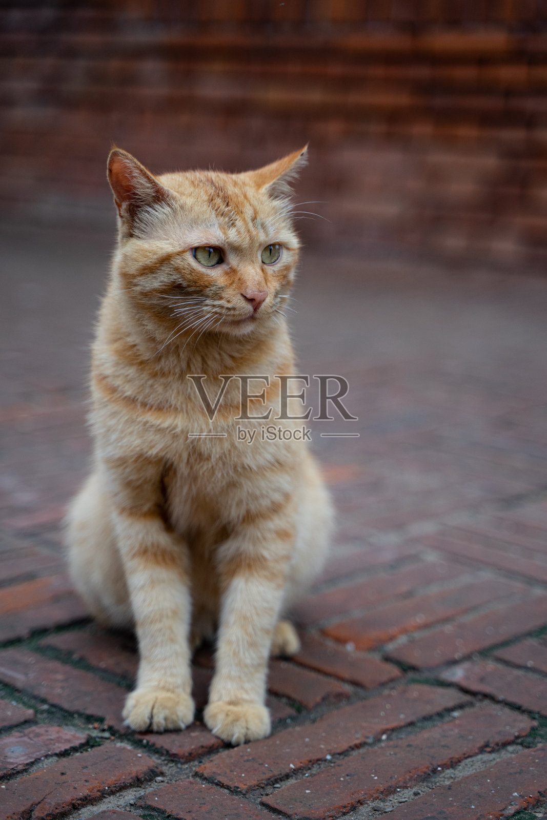 一只猫坐在地上照片摄影图片