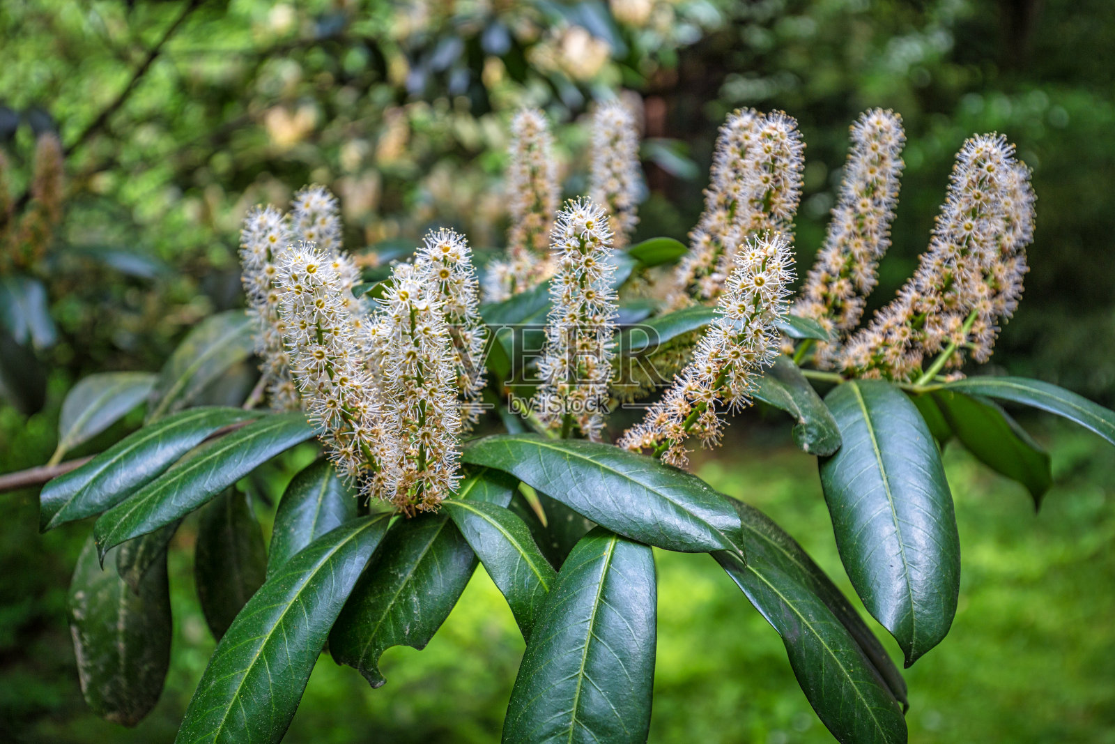 樱的叶子和花,也被称为樱桃照片摄影图片