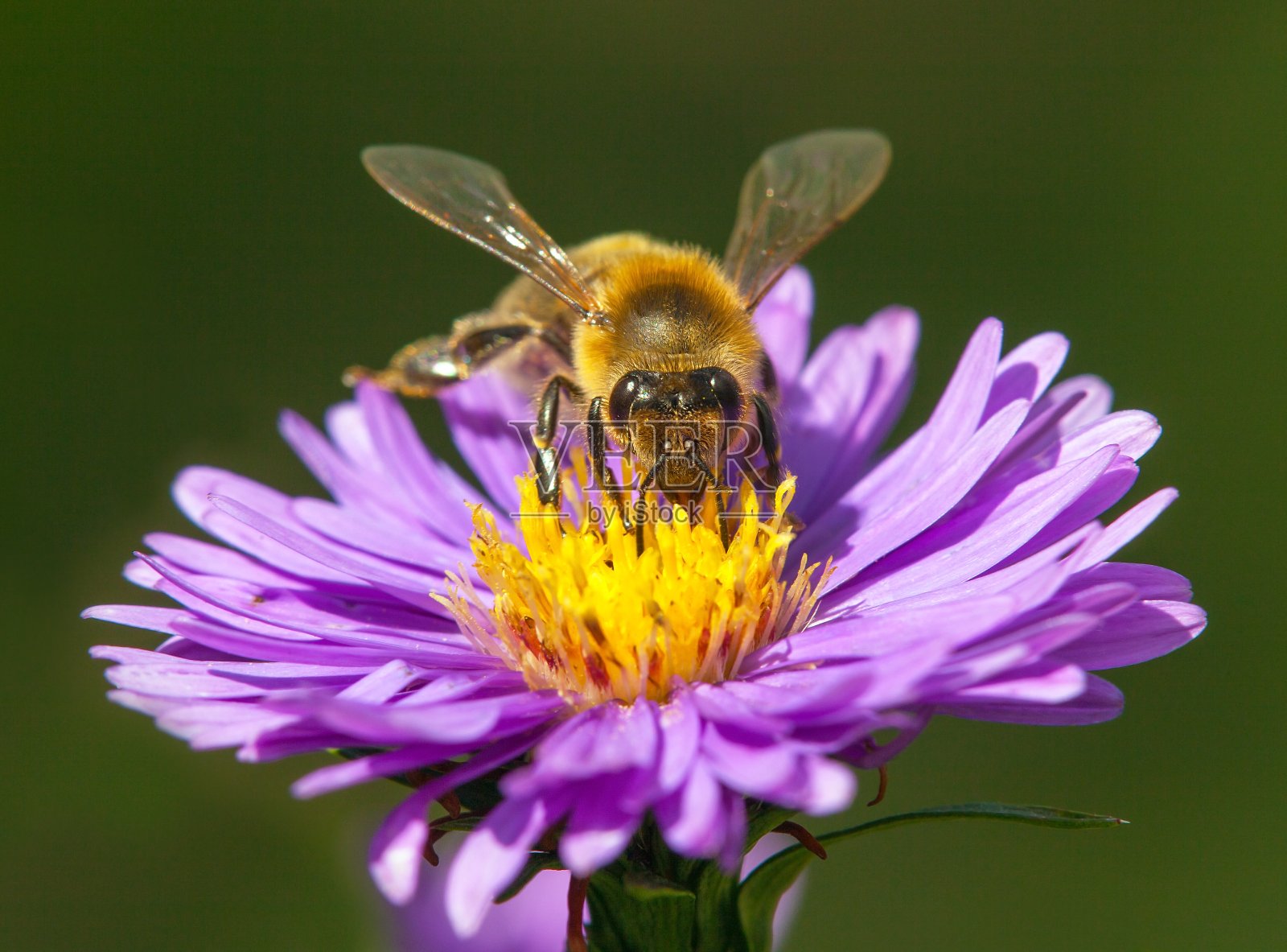蜜蜂或拉丁语Apis Mellifera中的蜜蜂在花上照片摄影图片
