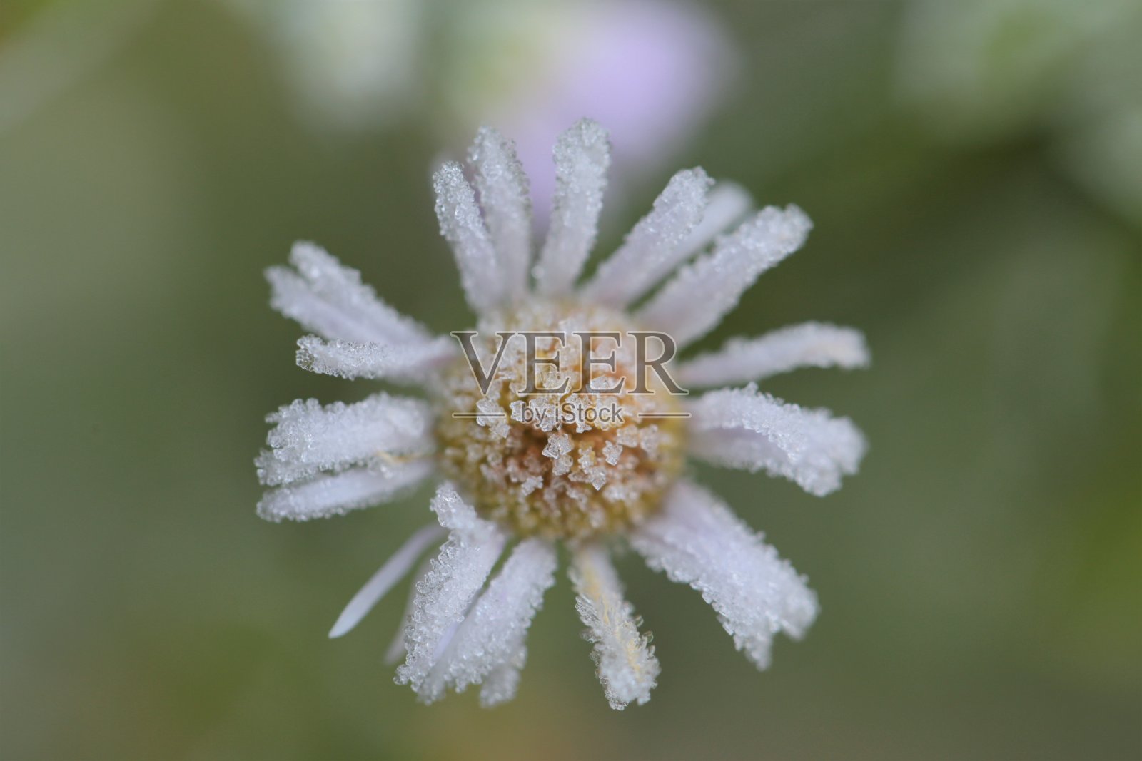 花在霜中。在模糊的绿色背景上,白霜中的菊花。霜对植物。花上结霜。冬季的自然植物背景在寒冷色调。11月和12月照片摄影图片