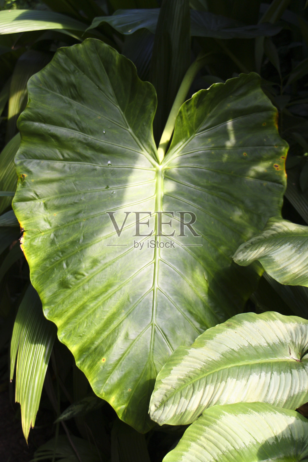 莱茵兰夏天的花田照片摄影图片