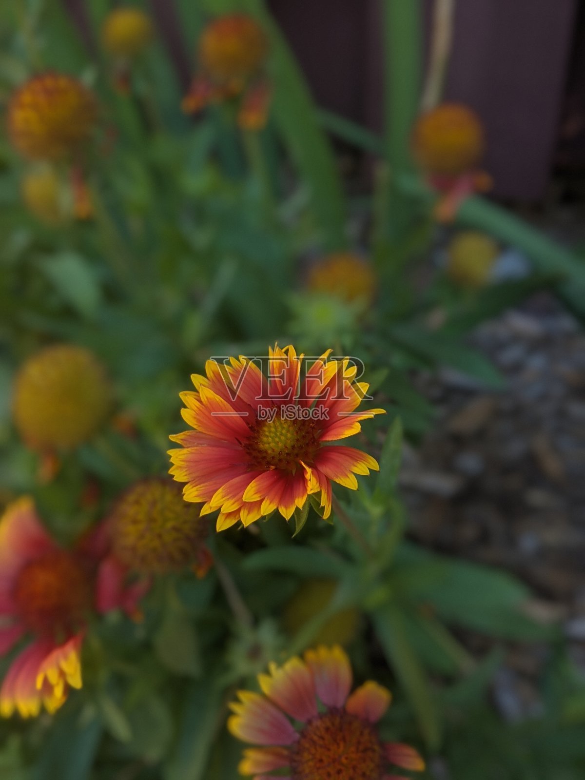 妖精天人菊属植物照片摄影图片