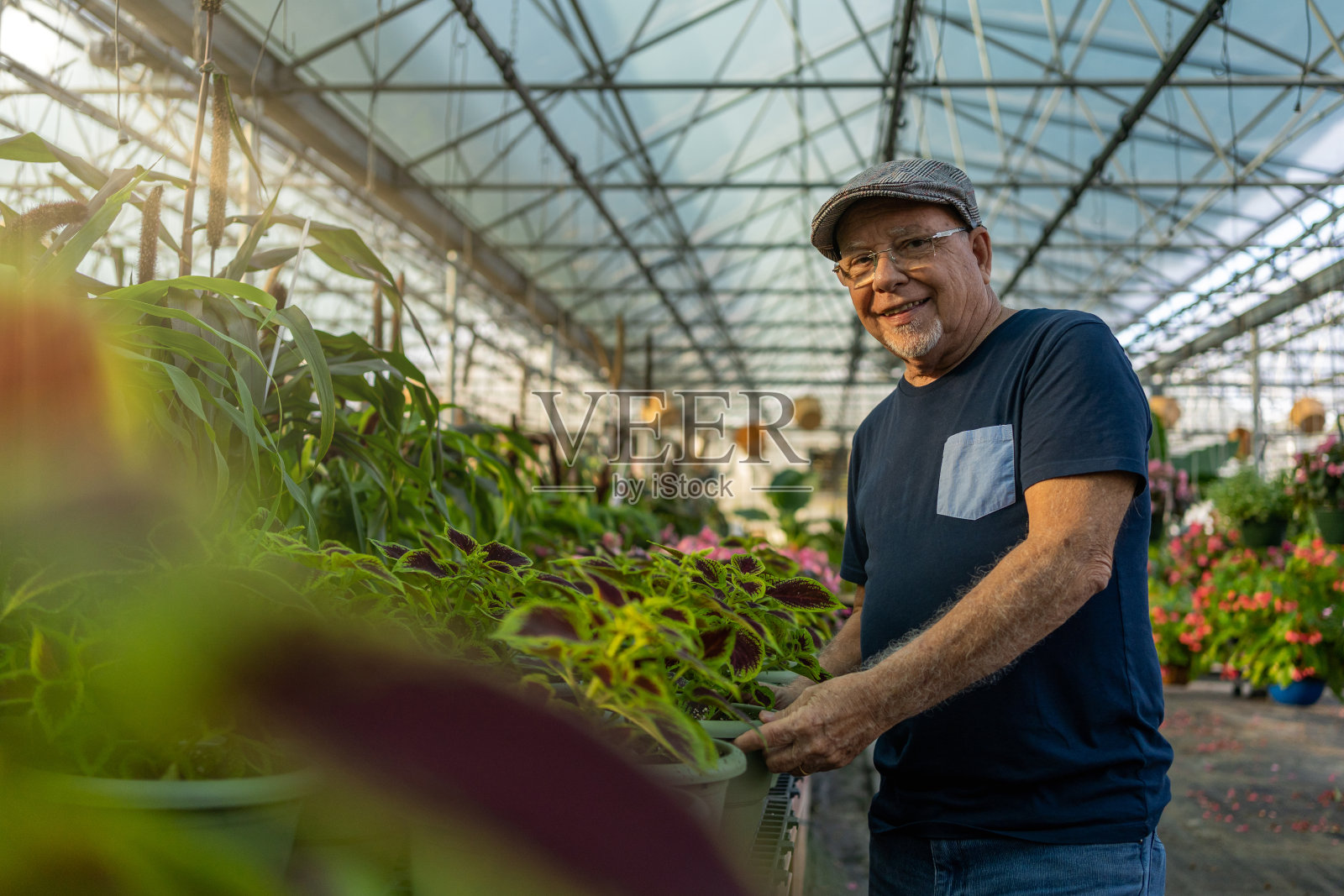 高级商人在室内植物照片摄影图片
