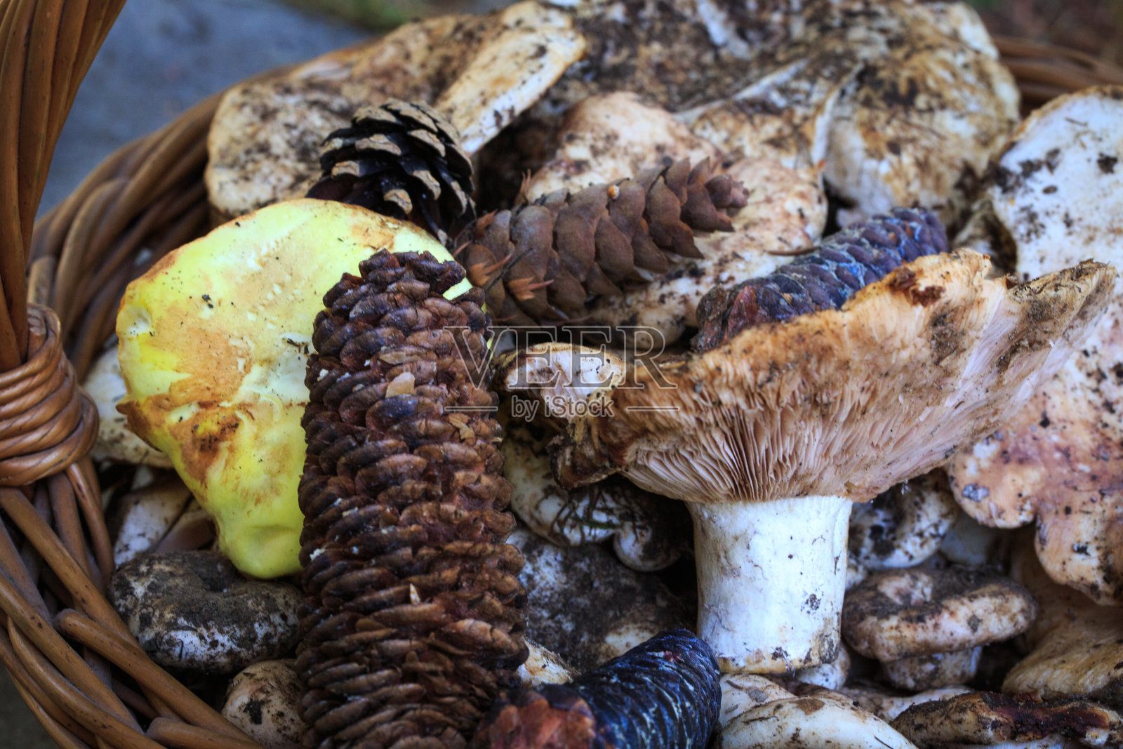 满满一篮秋天的蘑菇。天然有机食品。照片摄影图片