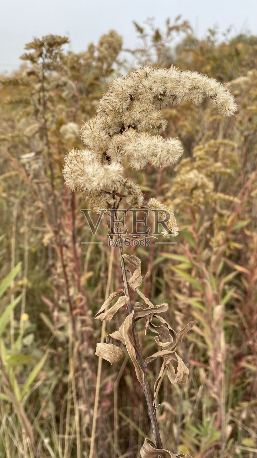 俄罗斯中部秋季植物的特写照片照片摄影图片