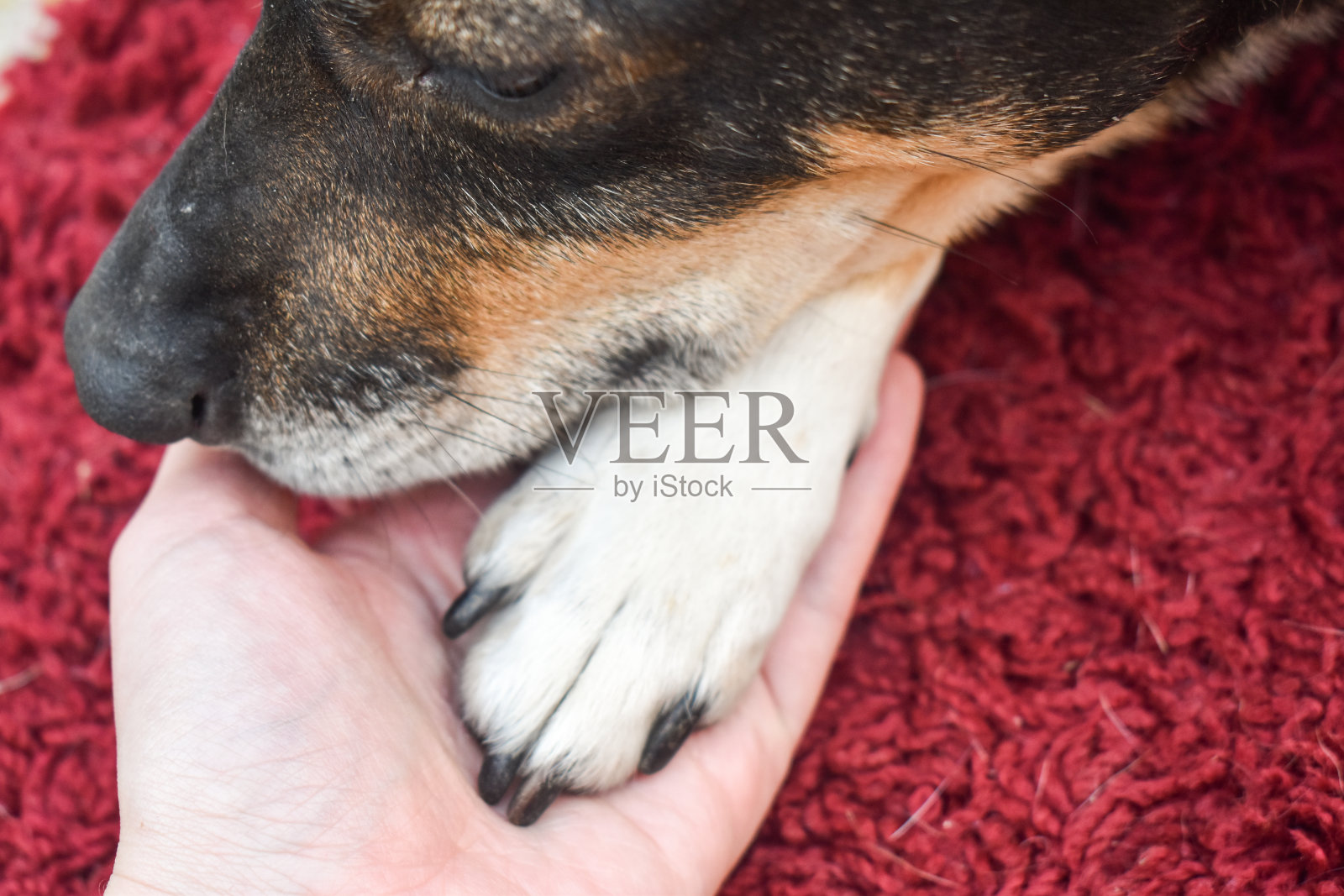 狗爪子,鼻子和人的手照片摄影图片