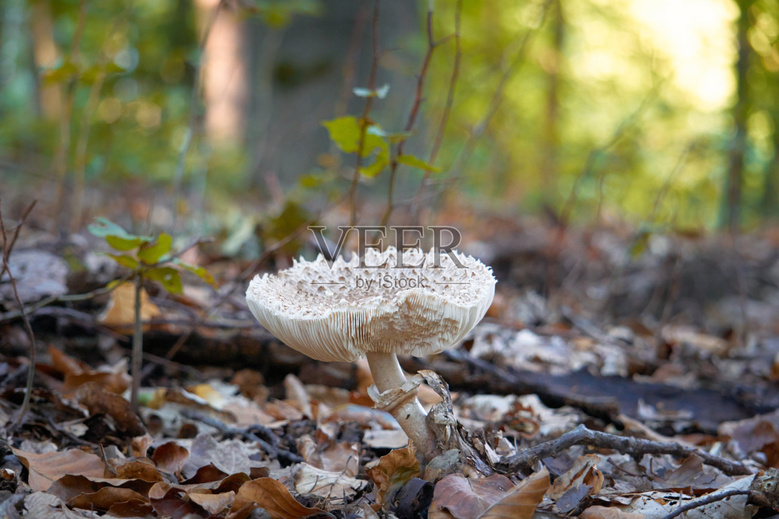 Waldpilze。照片摄影图片