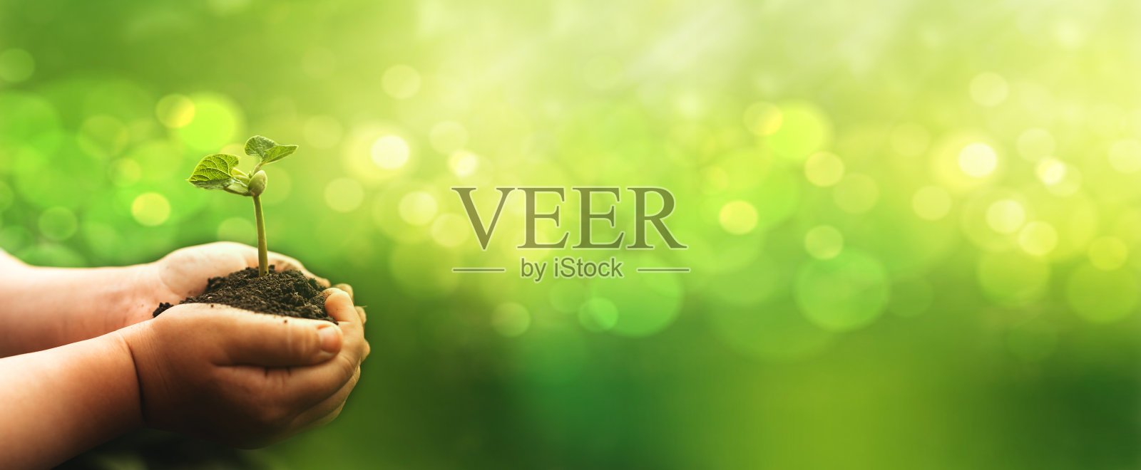 手握豆植物在模糊的绿色自然背景与复制空间。环境概念世界地球日照片摄影图片