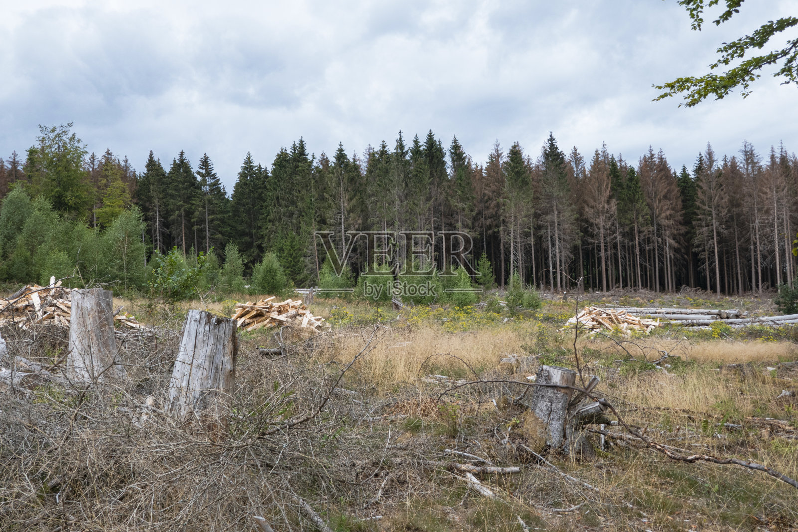 森林砍伐照片摄影图片