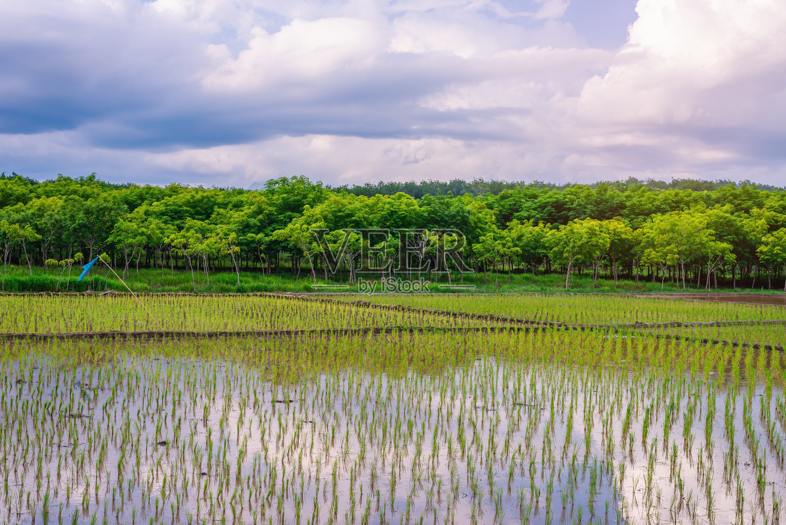稻田,农业,稻田,天空和云彩在日落照片摄影图片