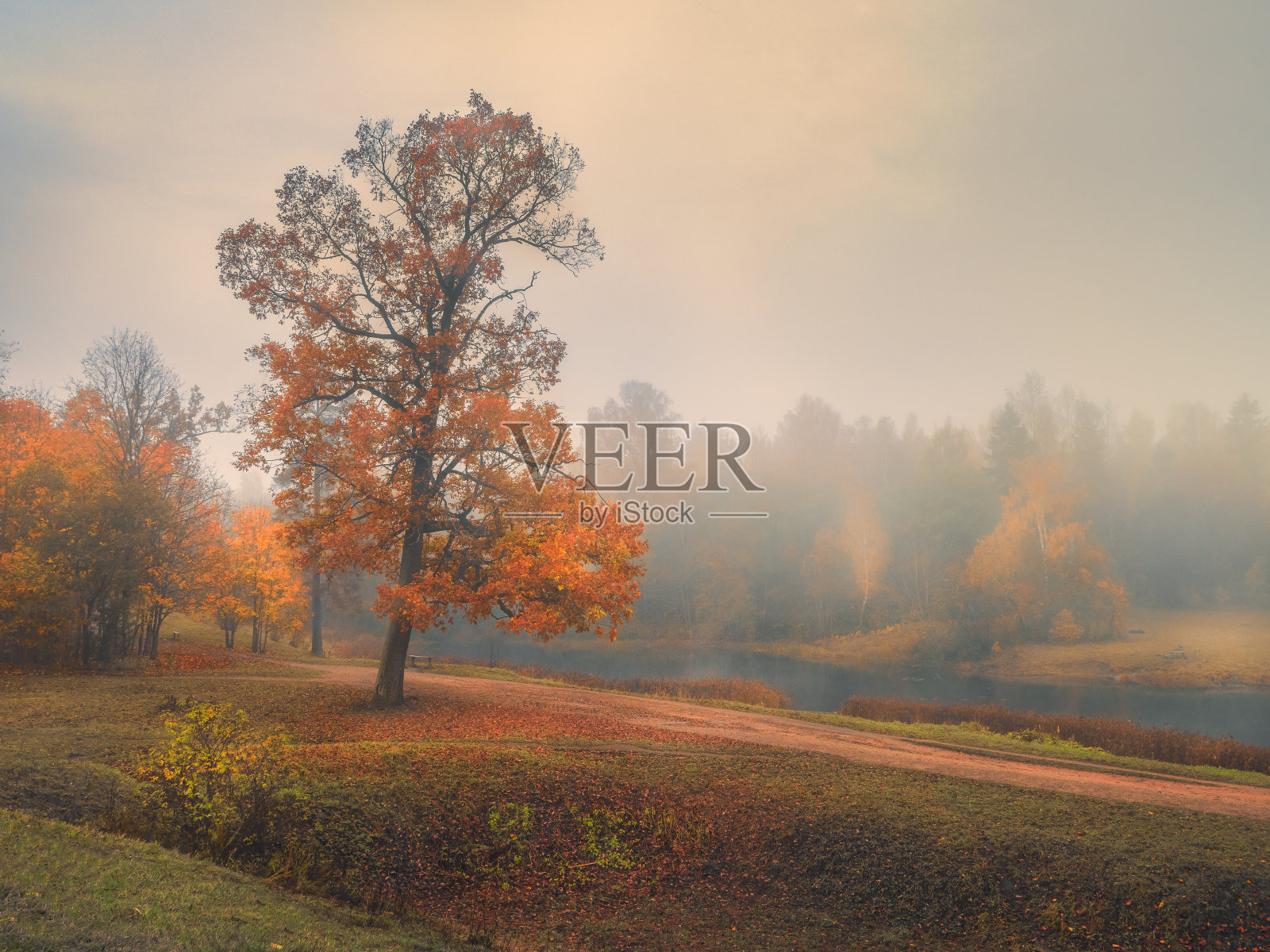 美丽的秋天,雾蒙蒙的风景和山上的红树。照片摄影图片