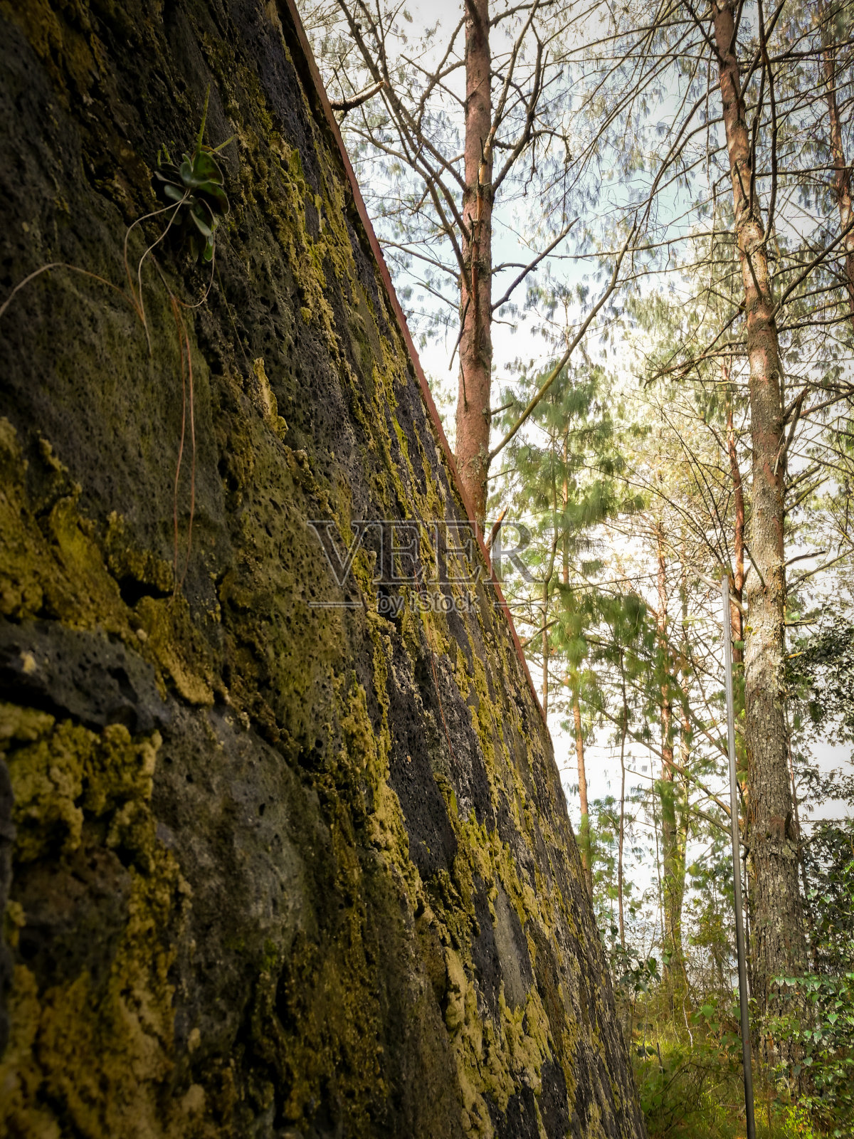 长满青苔的墙照片摄影图片