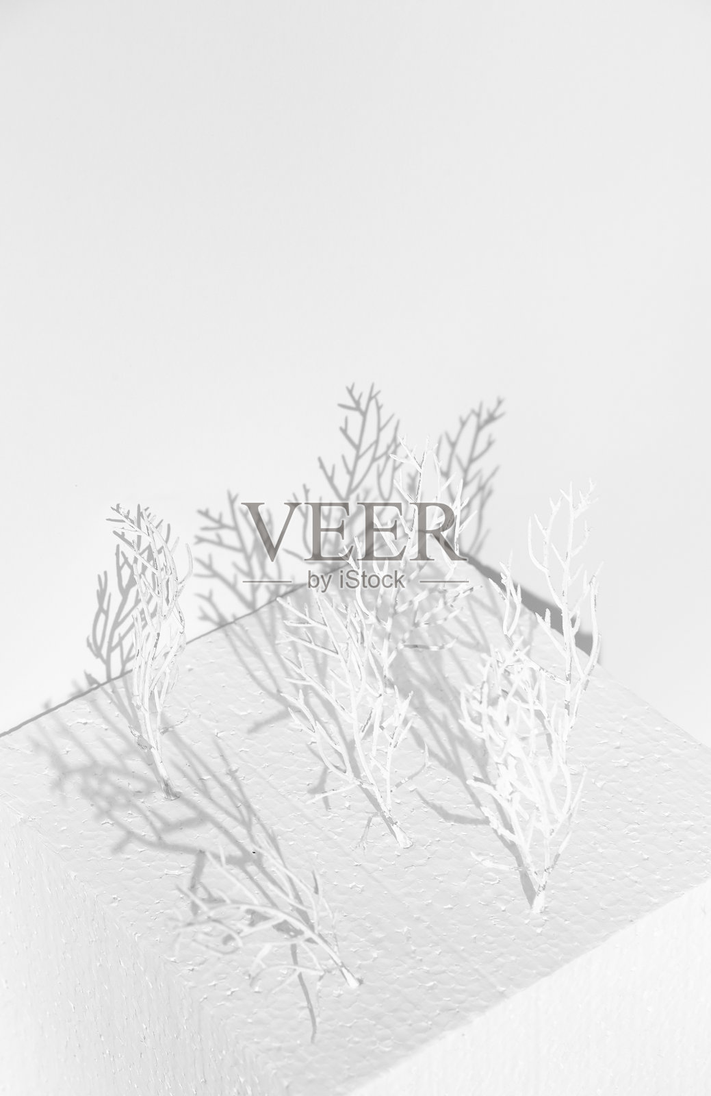 时尚的冬季几何场景白色立方体和树木。极简静物概念艺术。冬天寒冷的审美照片摄影图片