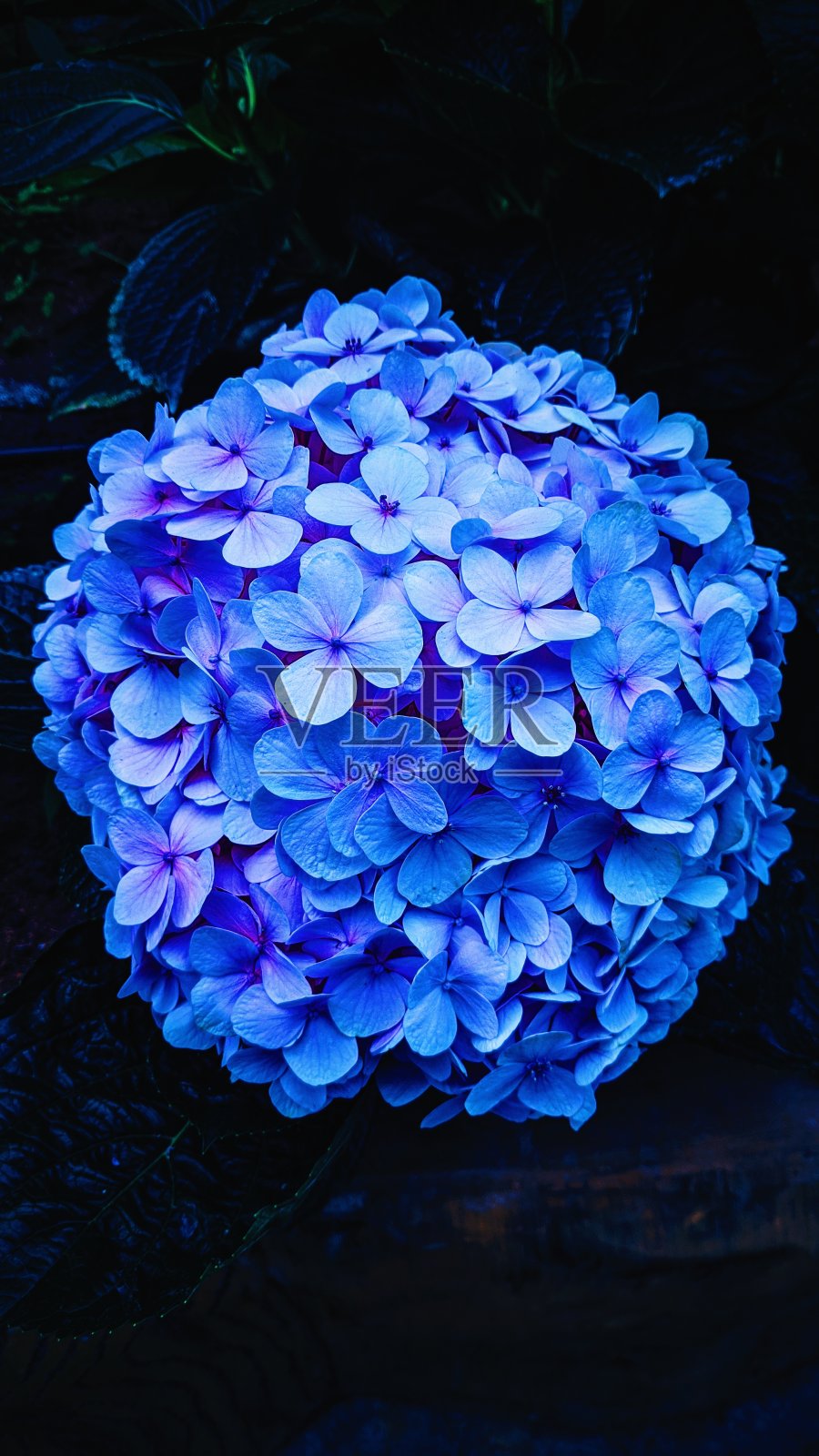 Artifial花照片摄影图片