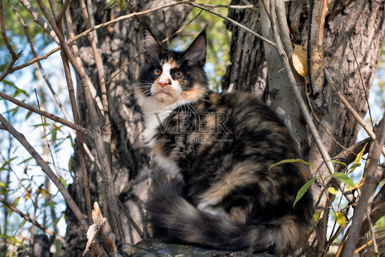一只大缅因猫坐在树上。照片摄影图片