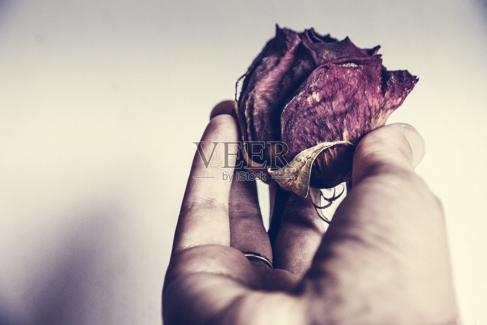 一朵美丽的鲜红玫瑰变成了干红玫瑰。开始和结束的概念。爱和分离。青年和老年。花瓣。芳香疗法。浪漫的照片摄影图片