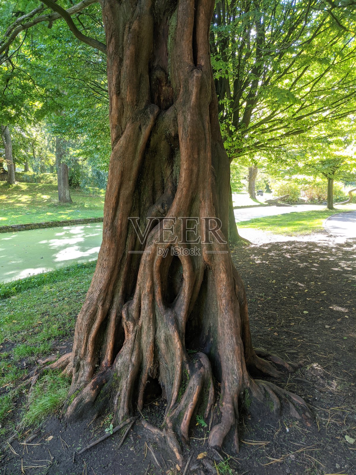 旧的紫杉照片摄影图片