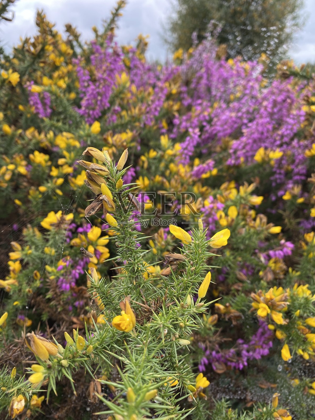 黄金雀花和紫色石南花照片摄影图片