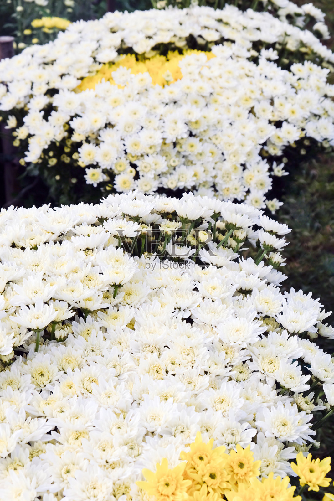 新鲜的非洲菊的花照片摄影图片