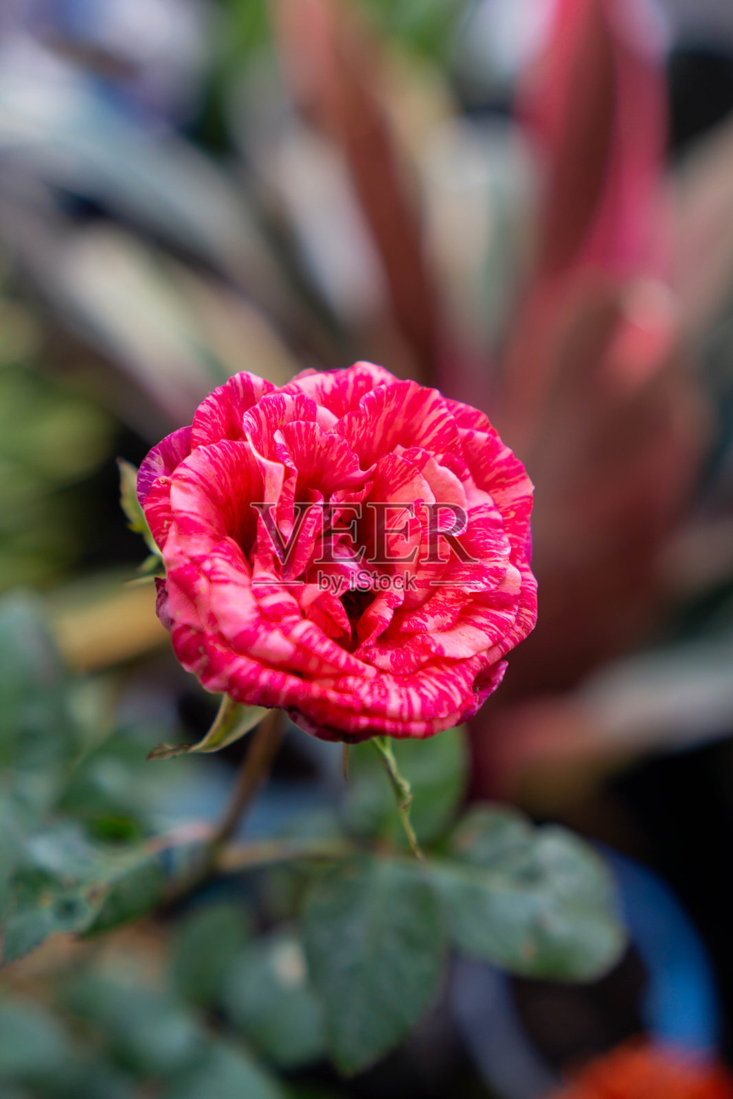 粉红色的玫瑰花盛开了照片摄影图片
