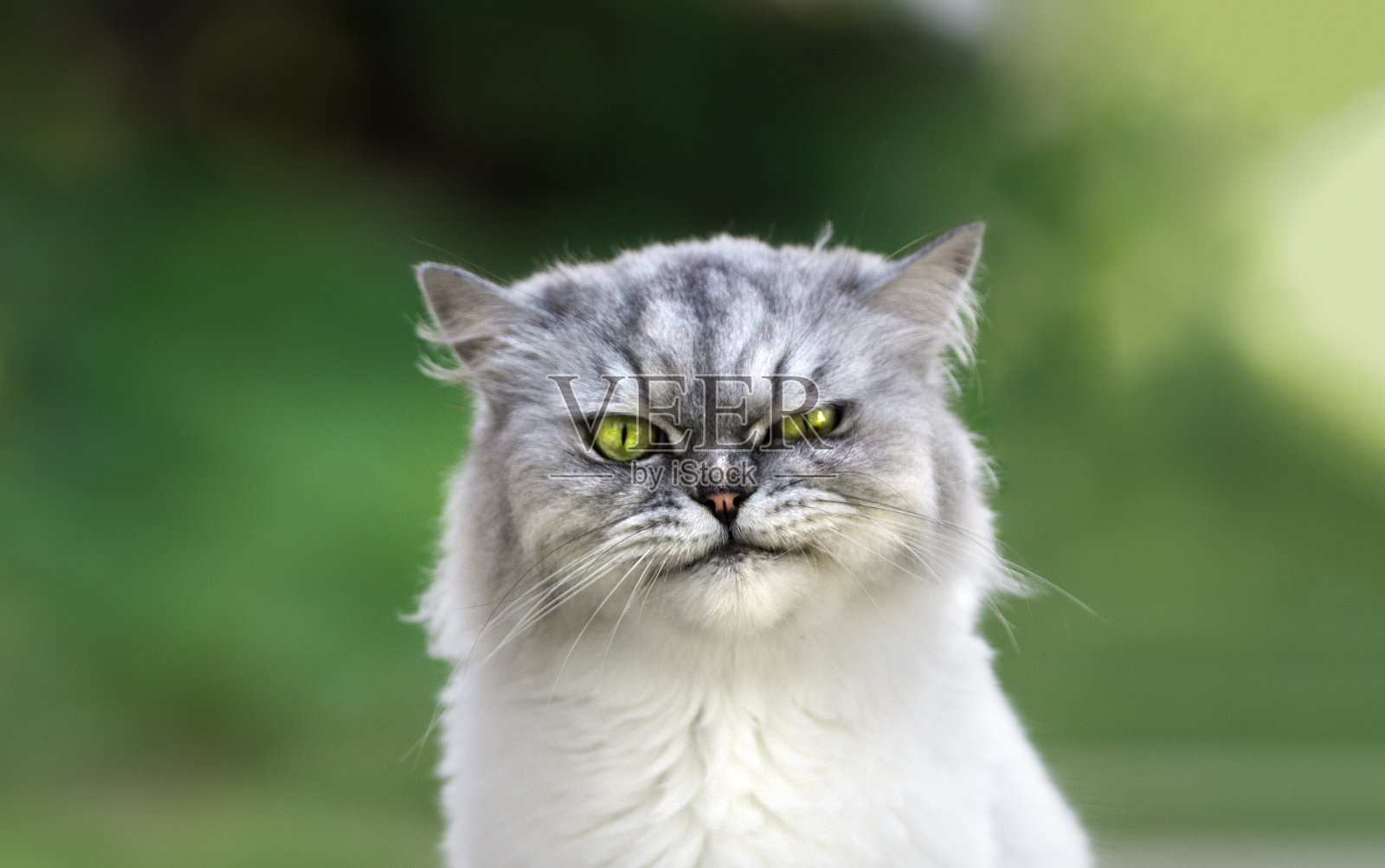 调皮的波斯栗鼠不爽猫的肖像,长着漂亮的绿色眼睛直视着镜头。关闭了。照片摄影图片