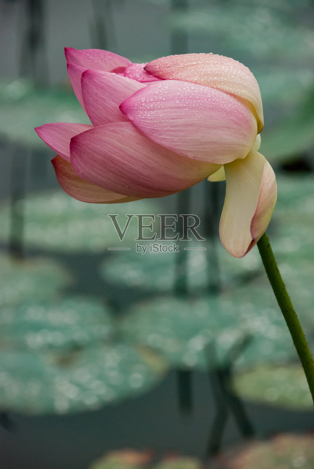 在一个池塘里盛开的粉红色睡莲和露珠的特写镜头照片摄影图片