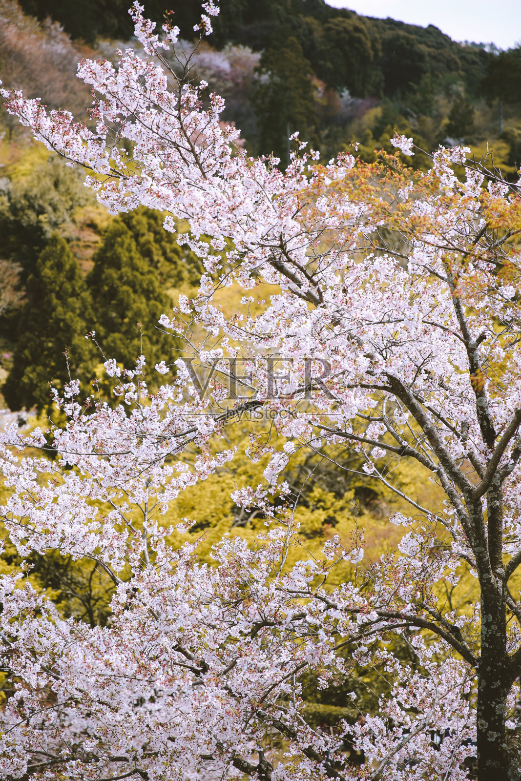 樱花在春天盛开,樱花照片摄影图片
