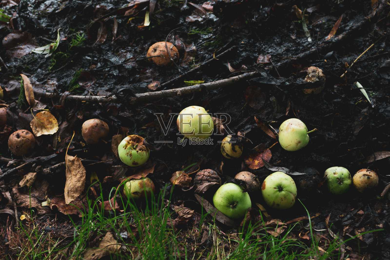 秋天,烂泥地里长着绿苹果和烂苹果照片摄影图片