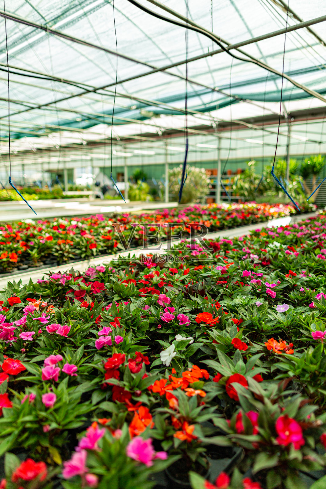 供出售的花卉照片摄影图片