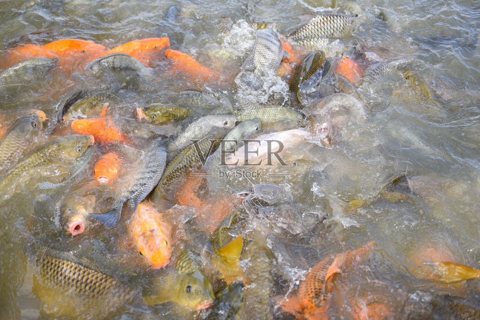 罗非鱼养殖场淡水-金鲤鱼鱼罗非鱼或橙鲤鱼和鲶鱼吃的饲料从水面池塘在养鱼场照片摄影图片