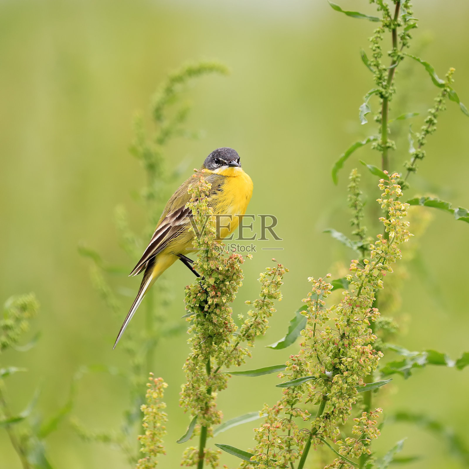 有黑色头部的黄色鸟。西部黄尾蟹(莫塔西拉黄尾蟹)的自然栖息地照片摄影图片