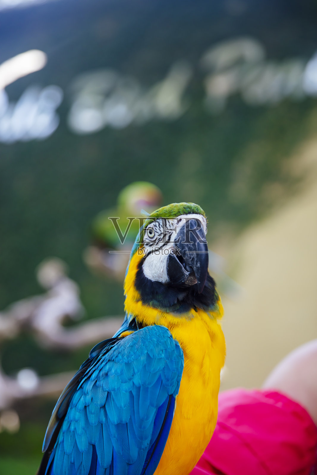 蓝色和黄色金刚鹦鹉照片摄影图片