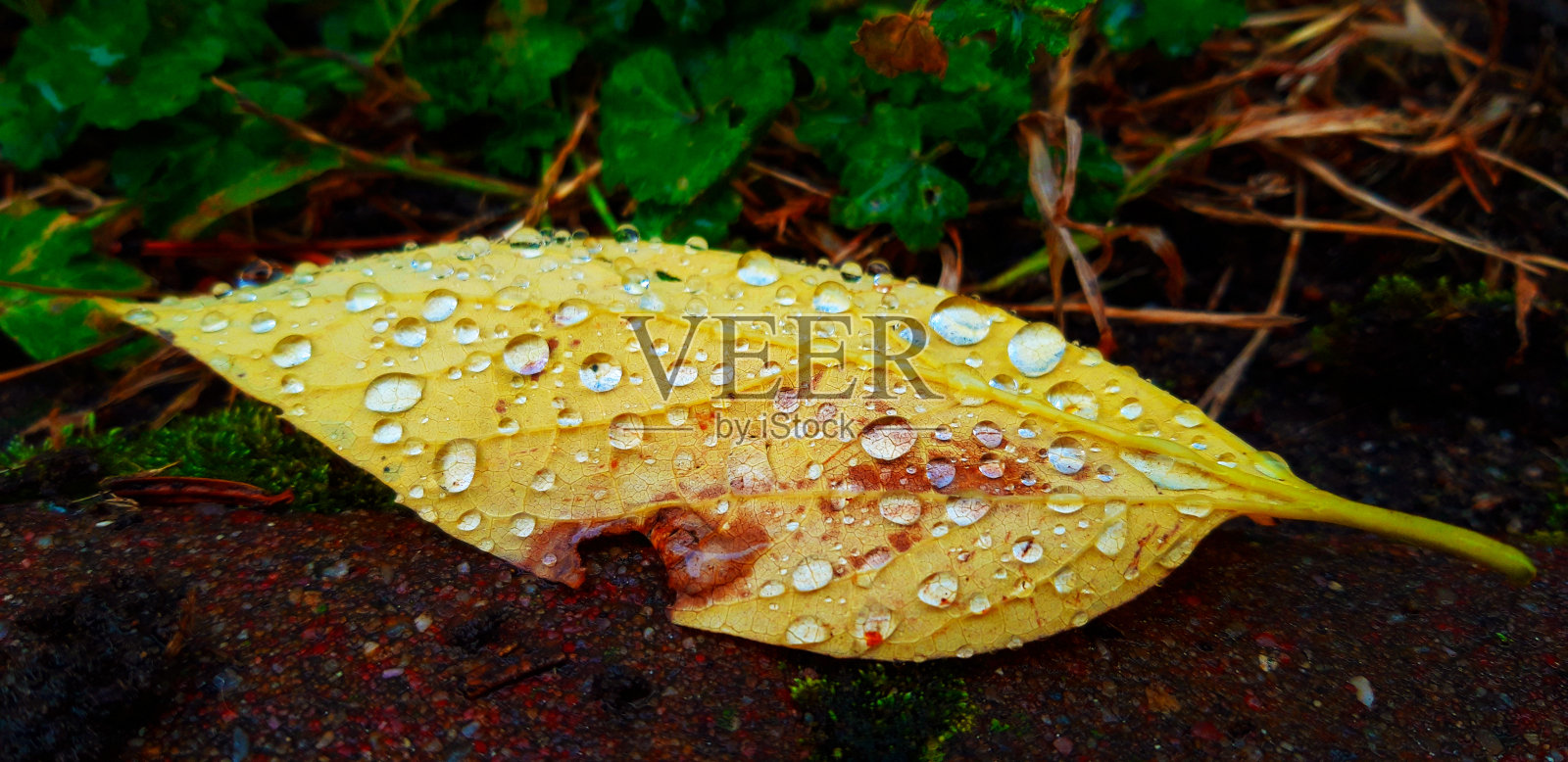 秋天五颜六色的落叶,树上覆盖着厚厚的雨点照片摄影图片