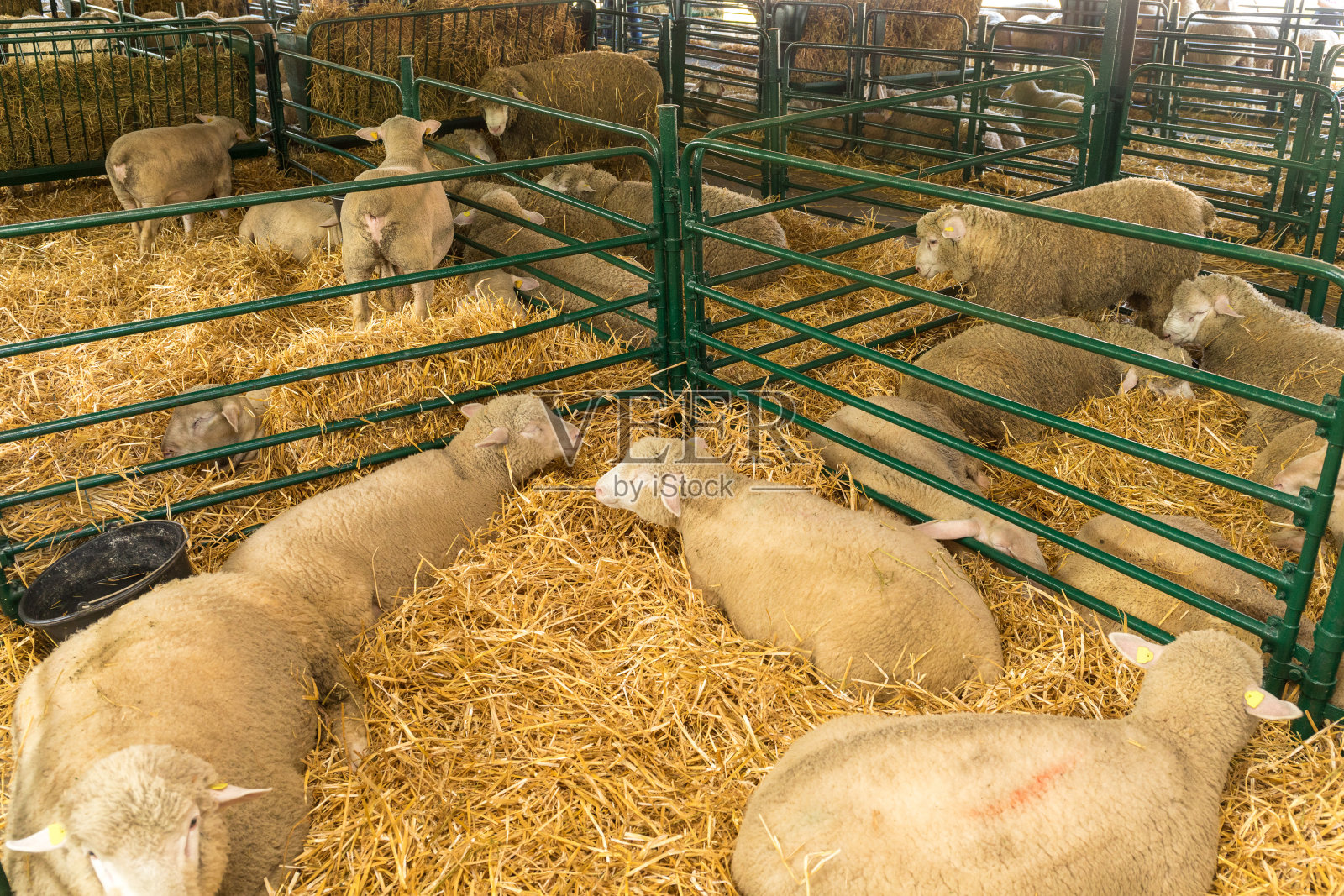 绵羊农场照片摄影图片