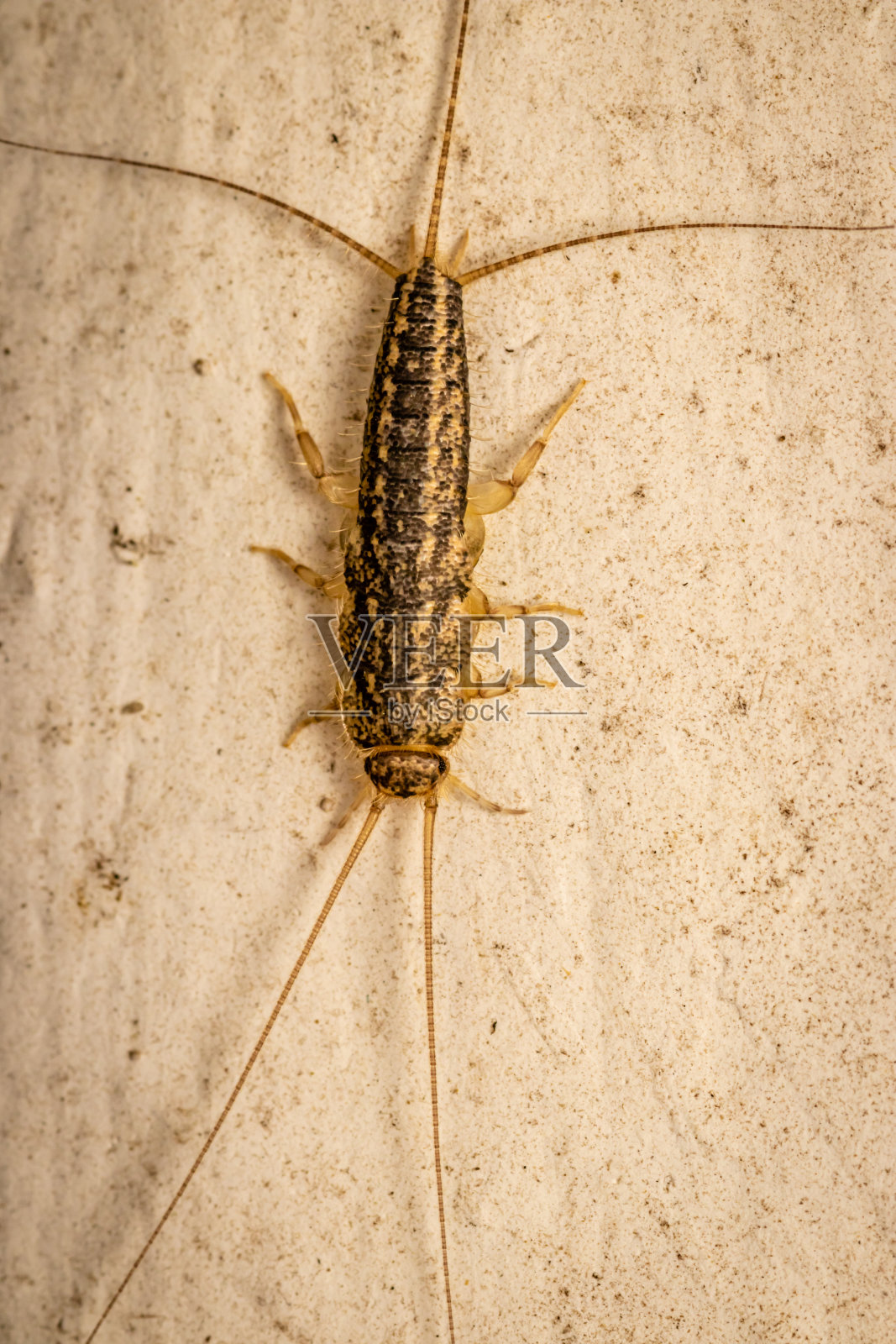 四棱silverfish (Ctenolepisma lineatum)夜间特写图片照片摄影图片