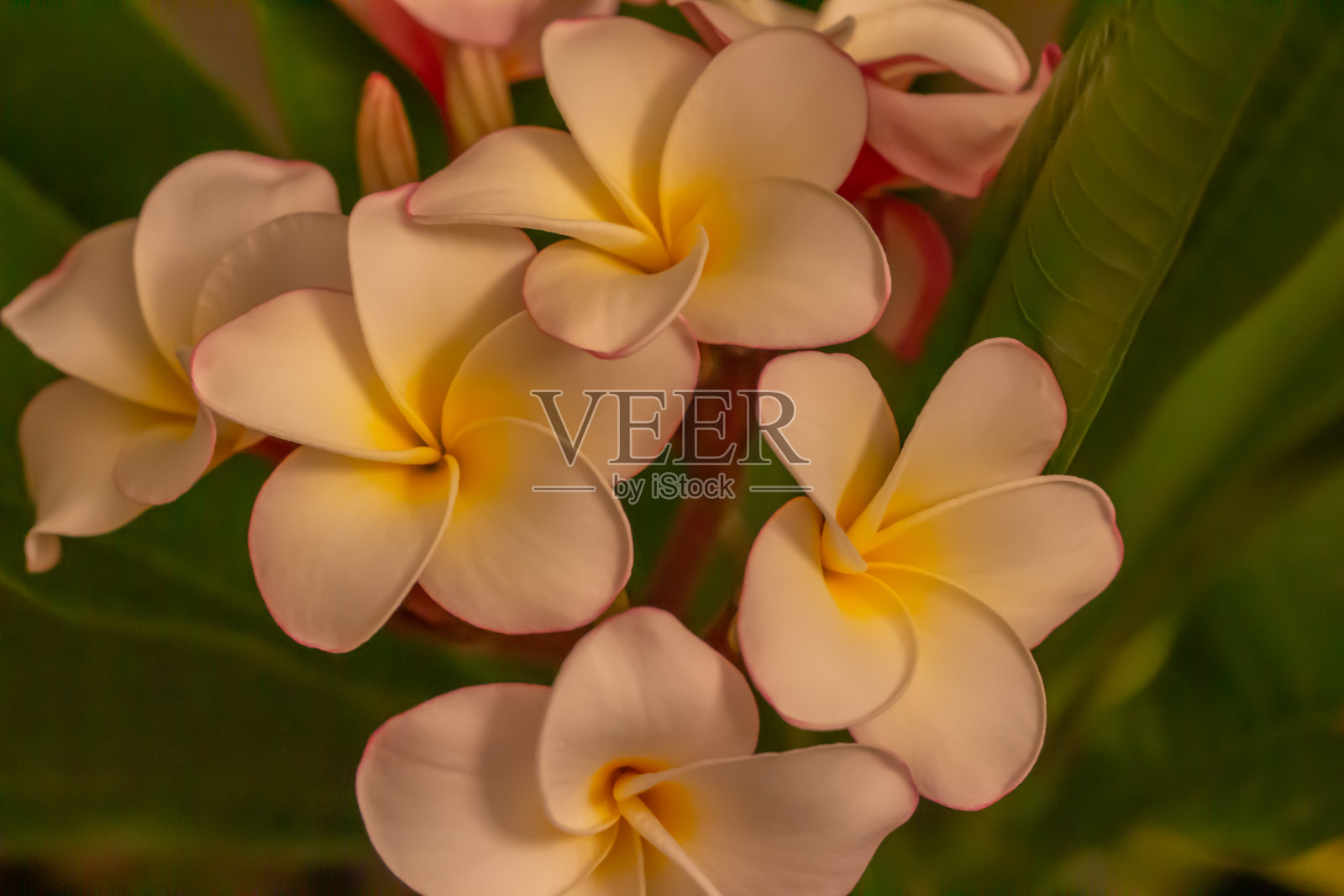 低光照下的鸡蛋花(frangipani)开花的宏观抽象散焦图照片摄影图片