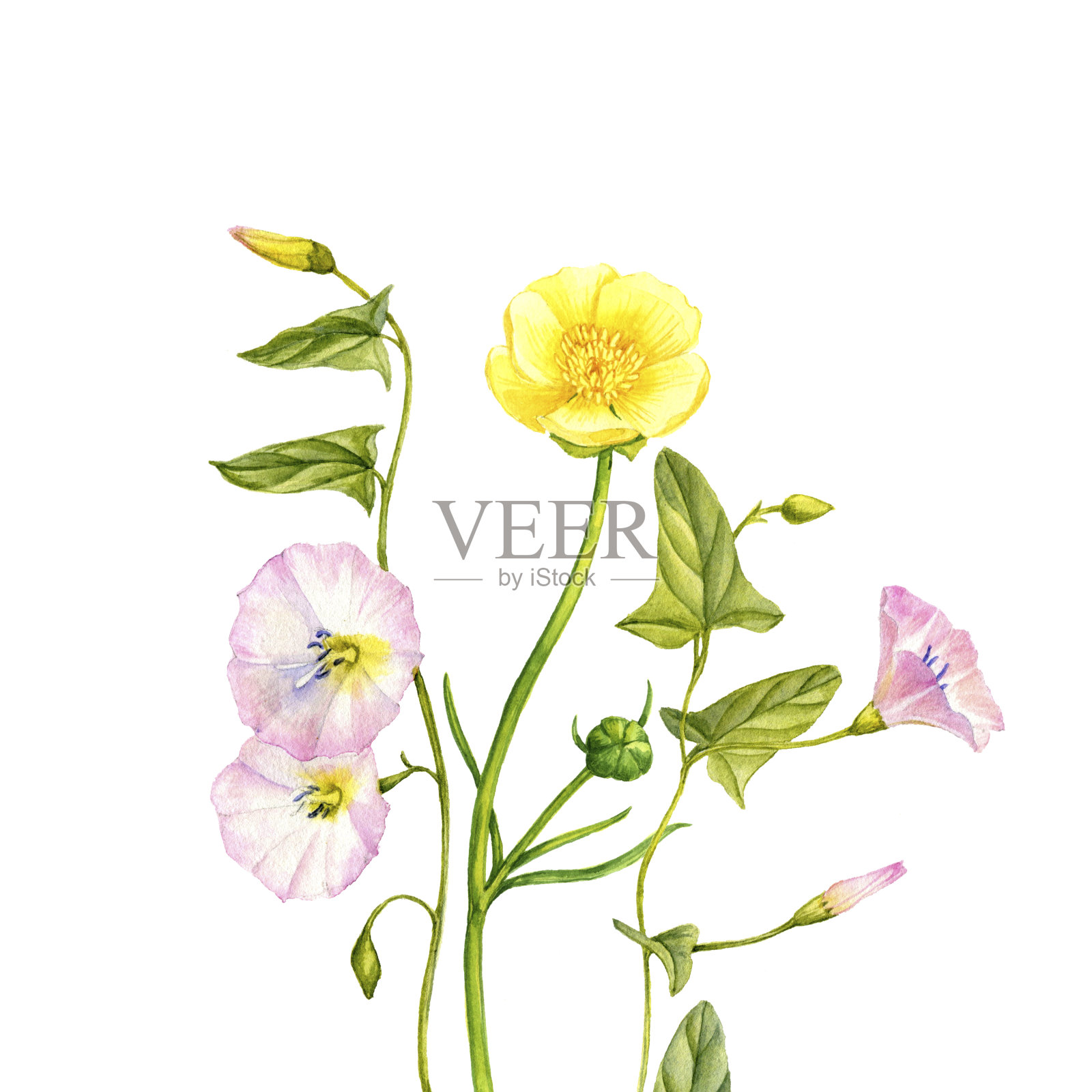 水彩画野花插画图片素材